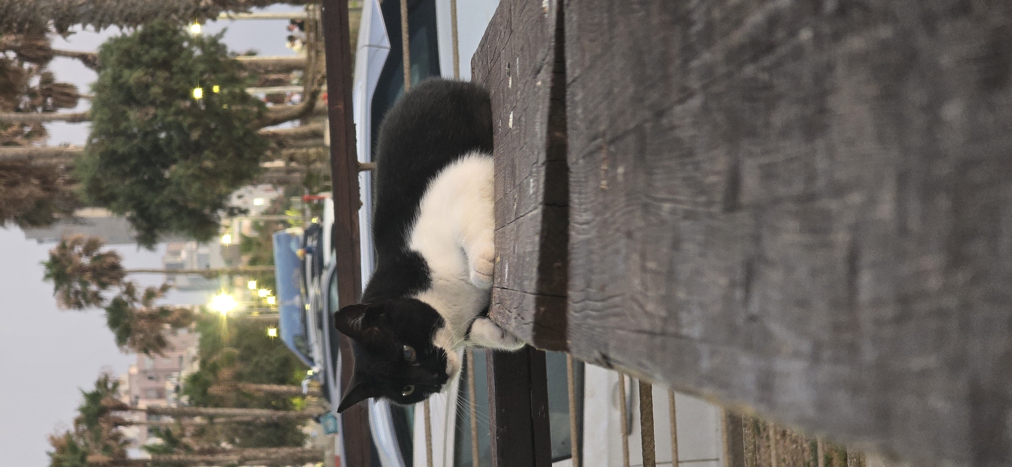 A black and white cat rests on a wooden plank, its body curled with its head facing left. The cat is positioned on a raised wooden surface in the foreground, with a blurry background of palm trees, buildings, streetlights, and vehicles, suggesting an outdoor urban setting. The lighting suggests it is either dawn or dusk. The background details, like the tall buildings and the style of vehicles, are consistent with the city of Bat Yam, Israel.