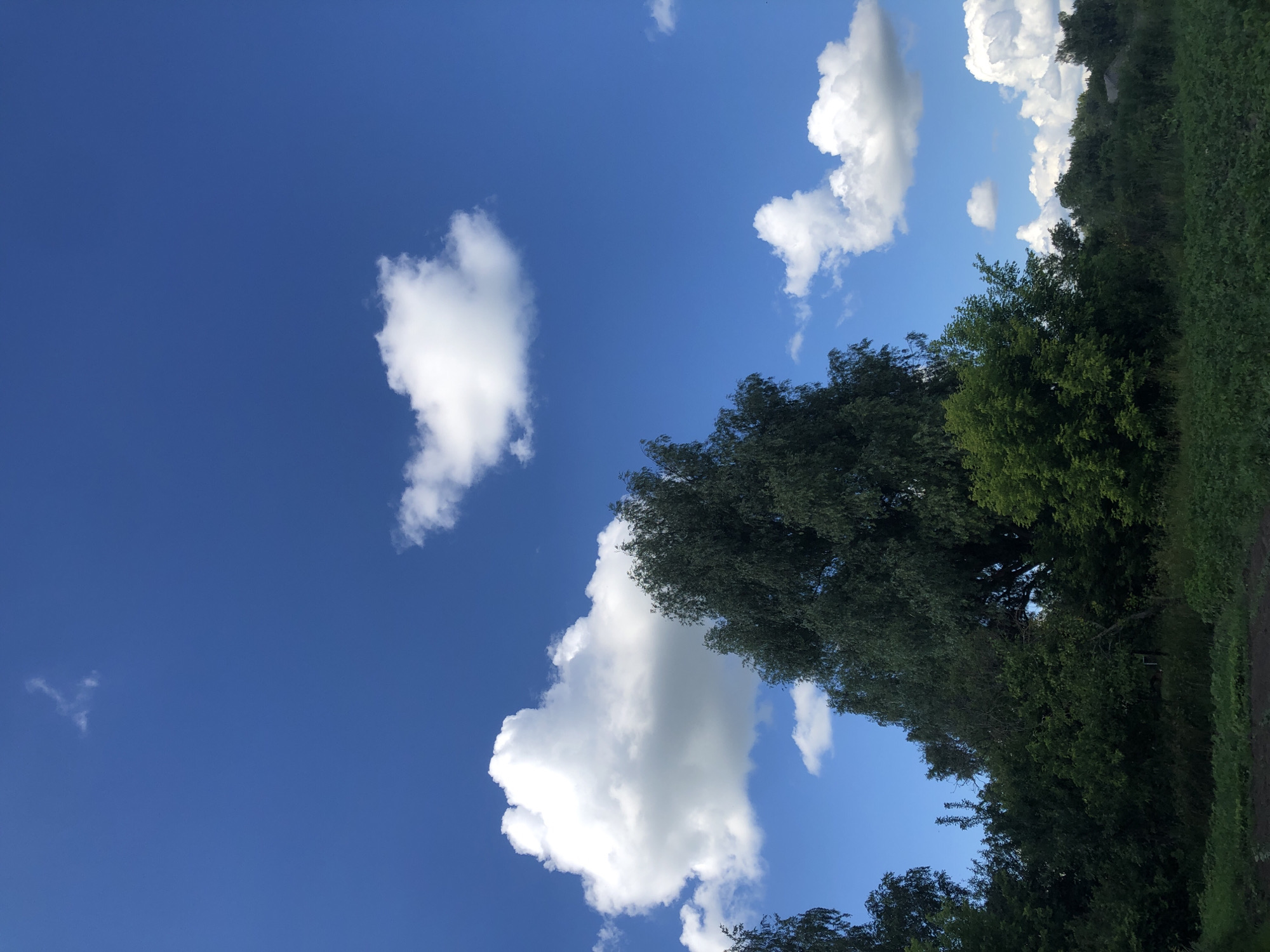 The image depicts a bright, clear blue sky with scattered white cumulus clouds. In the foreground, a dense line of various green trees and foliage stretches across the lower portion of the frame. A tall, mature tree with dark green leaves is prominently featured in the center-left of the image. The ground in the immediate foreground appears to be a mix of dark soil and low-lying green plants. The overall setting suggests a rural or semi-rural environment, possibly a park or a natural area, consistent with the outskirts of Khmilnytsia, Ukraine. There are no people or animals visible in the image.