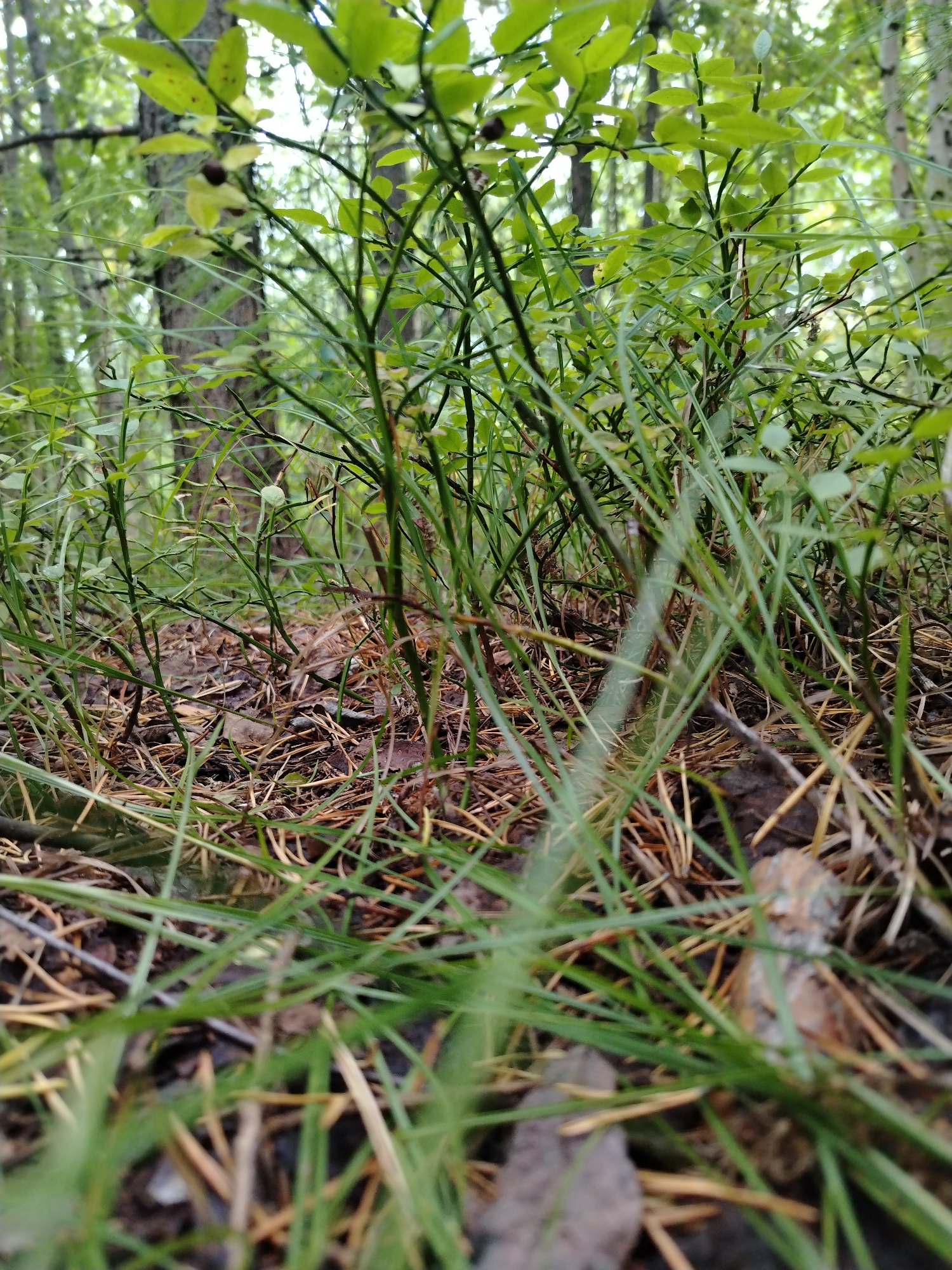 The image depicts a low-angle view of a forest floor in Muravlenko, Russia. The foreground is dominated by green grass and fallen pine needles. Behind the grass, several small blueberry bushes with green leaves and some dark berries are visible. In the background, tree trunks are present, suggesting a wooded environment. The lighting indicates it is daytime. There are no people or animals visible in the image. The overall scene is natural and undisturbed.