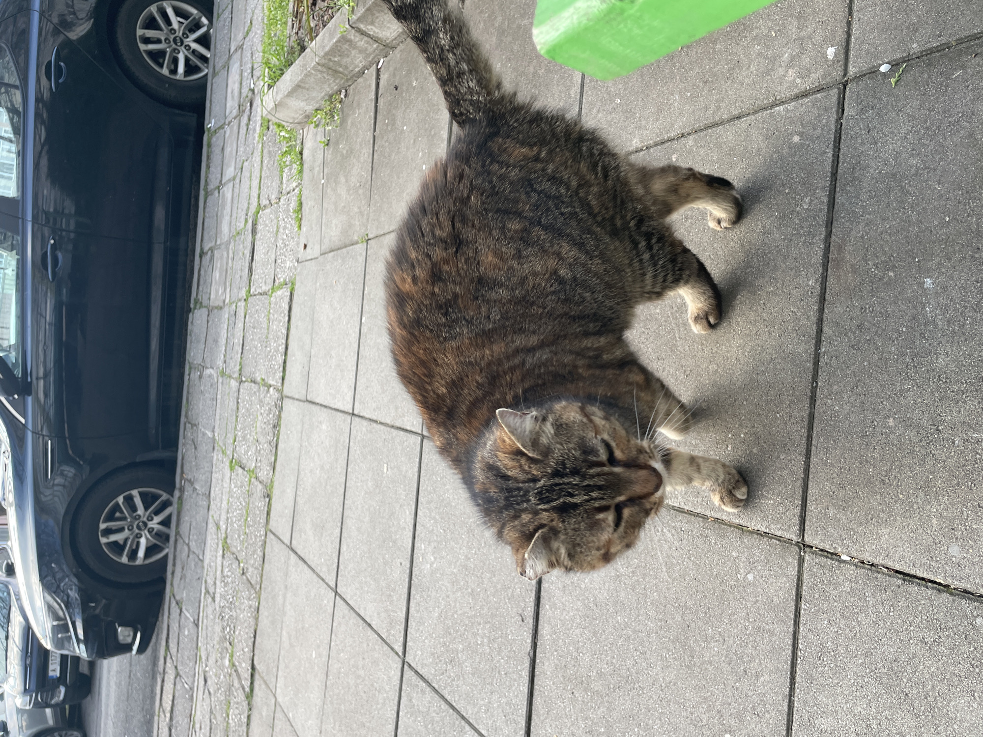 The image depicts a tabby cat lying on a paved sidewalk. The cat is positioned at an oblique angle, with its head near the bottom-center of the frame and its tail extending towards the upper-left. Part of a dark-colored car is visible on the left side of the image. A green object, possibly a trash can lid, is located in the upper-center area. The setting is a city street, and the location is Burgas, Bulgaria.