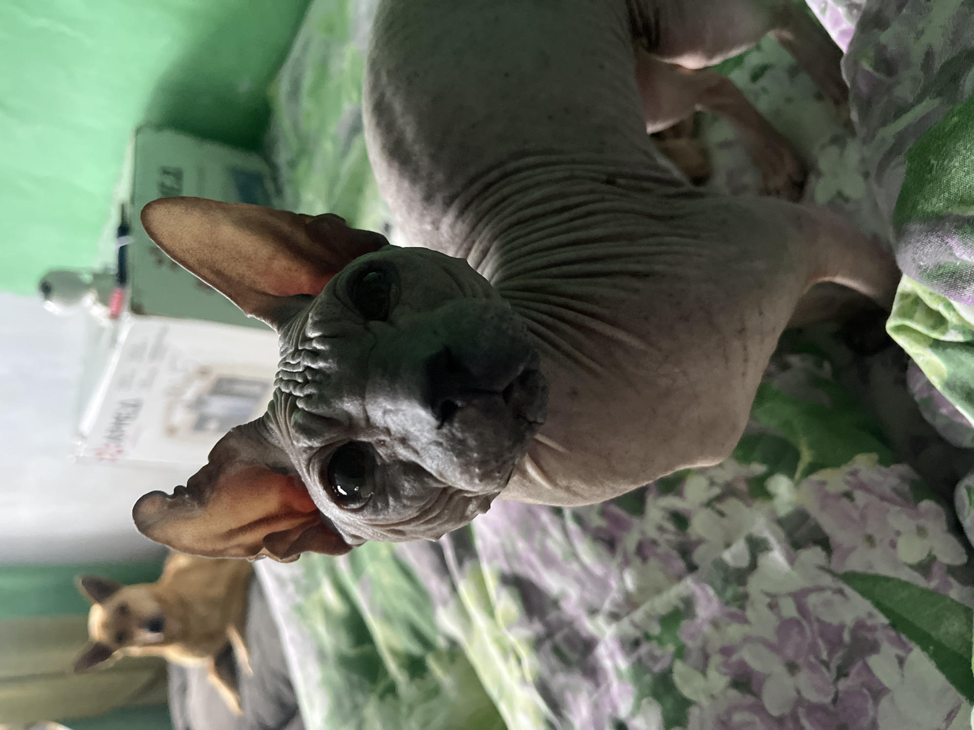 In a domestic indoor setting, a Sphynx cat is the primary subject, positioned in the foreground and facing the camera. The cat has wrinkled, grey skin and large ears. Behind the cat, and slightly out of focus, a small tan dog is lying down on a surface. The background includes a green wall and a box or piece of furniture with an object on top. The bedding beneath the animals features a floral pattern of green, purple, and white flowers. The image was taken on March 18, 2024. No information is available to specify the location in the city of Nizhny Tagil, Russia.