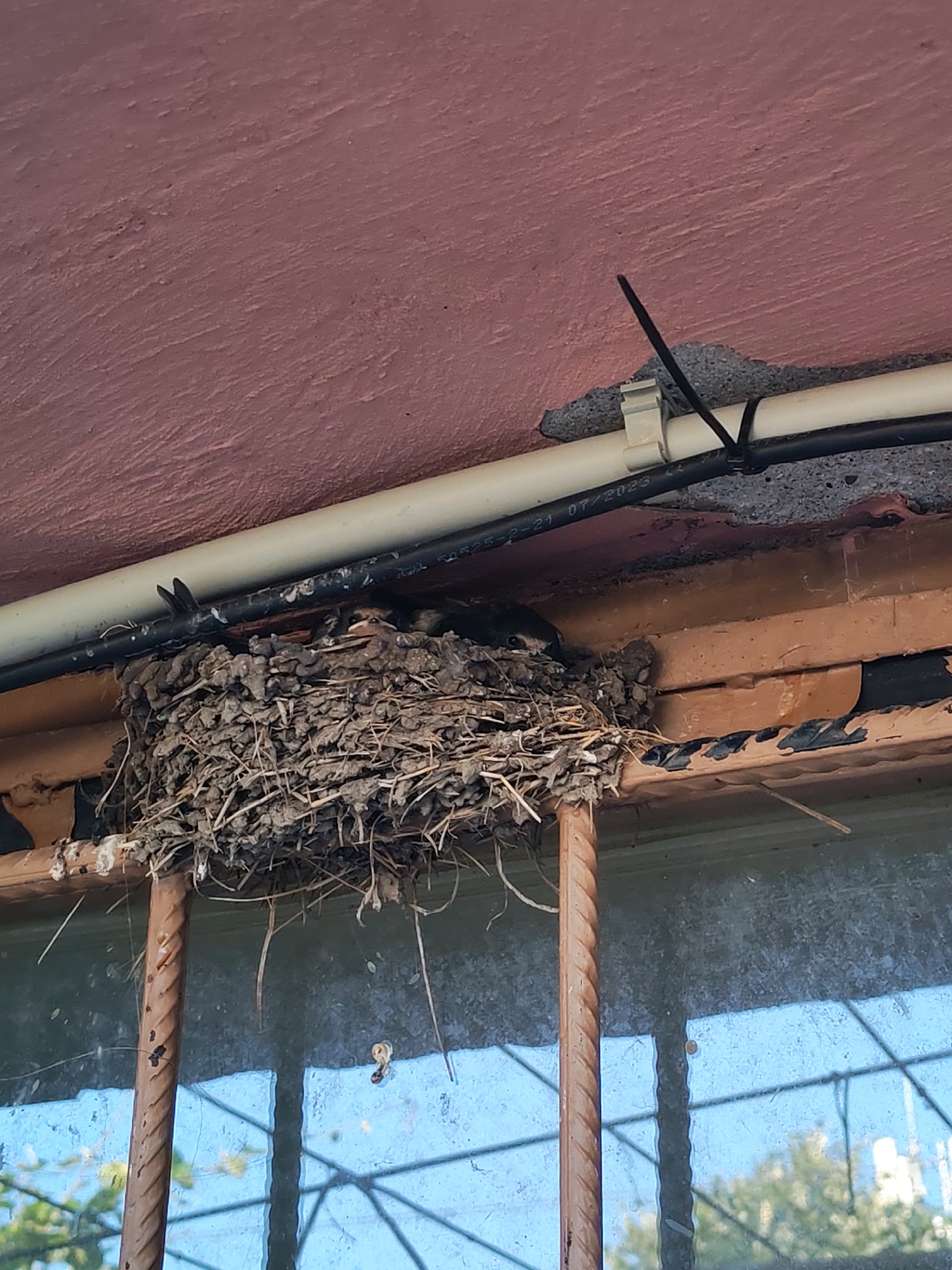 A bird's nest made of twigs and mud is situated above a window frame. Two small birds, possibly young swallows, are partially visible within the nest, with one peeking out. Above the nest, white and black pipes are attached to a reddish, textured ceiling by white plastic clips and black zip ties. The window frame is made of brown, possibly wooden, material, and the window panes show reflections of trees and the sky. This scene is located in the city of Marinka, Bulgaria.
