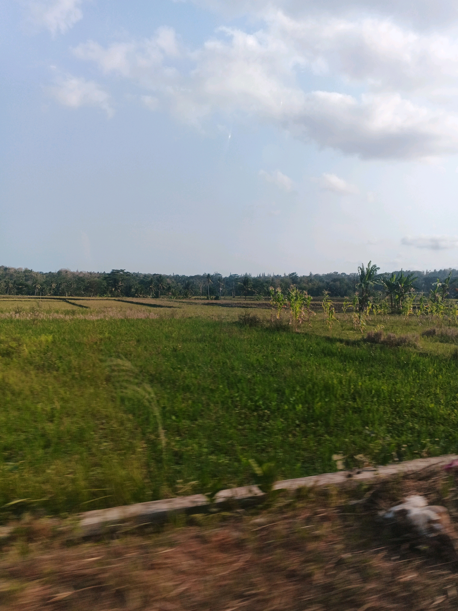 The image depicts a rural landscape in Nanggulan, Indonesia, under a pale blue sky with scattered white clouds. The foreground features a blurred strip of dry, reddish-brown earth, suggesting motion. Immediately behind this, a vibrant green field of crops, possibly rice or corn, stretches across the mid-ground. The field is not uniformly green, with patches of drier, browner vegetation interspersed. In the background, a dense line of trees, including palm trees and other tropical foliage, forms a dark green horizon against the sky. A slight elevation can be observed in the far distance, covered in more trees. The overall impression is of an agricultural area captured from a moving vehicle.