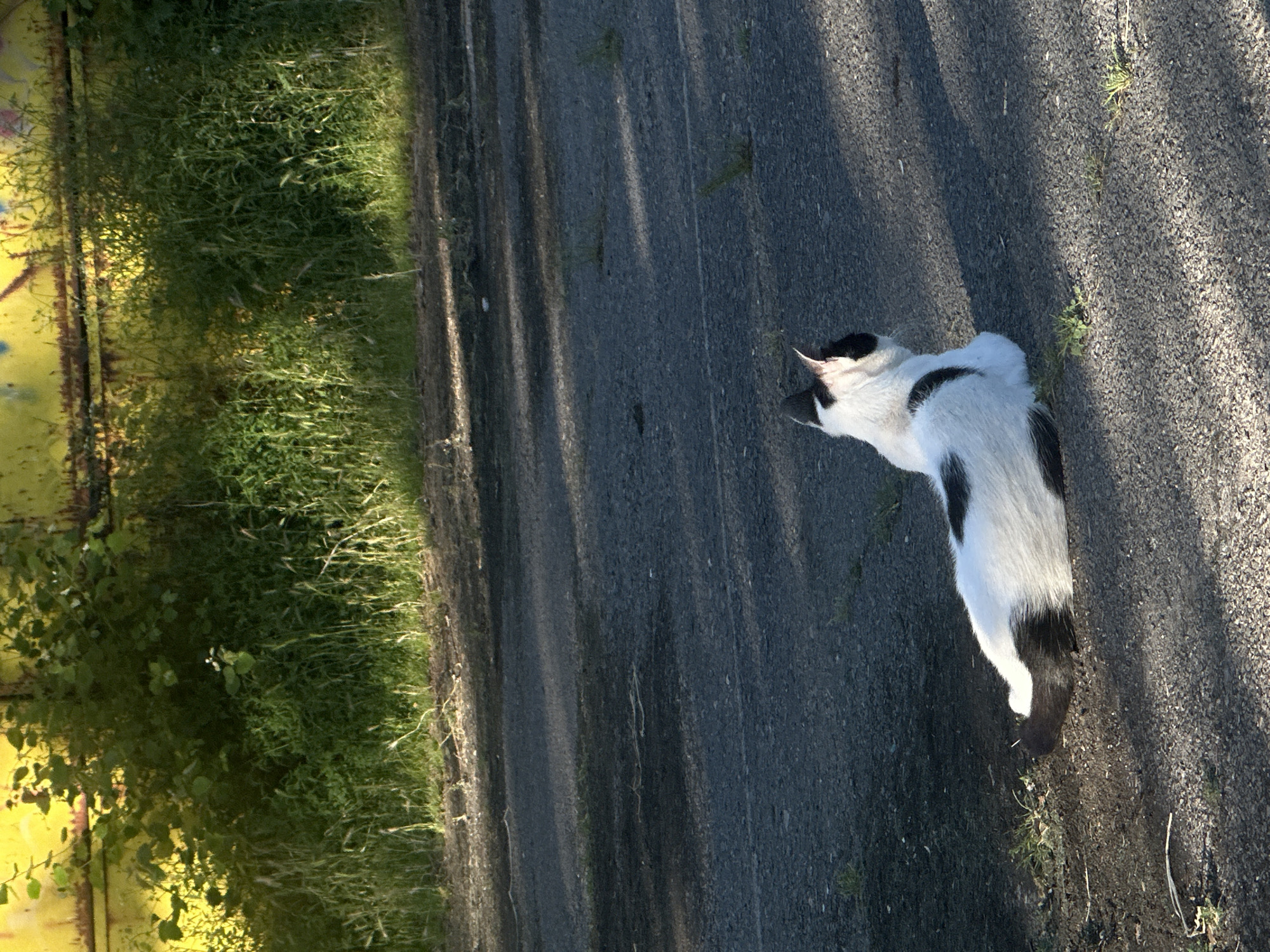 A black and white cat is lying on a paved surface, looking to the right. The cat's fur is predominantly white with black markings on its ears, back, and tail. It is positioned in the lower half of the frame, facing away from the viewer. The ground is a dark asphalt with sparse patches of green grass. In the background, a dense patch of green vegetation grows against a weathered, yellow surface, possibly a wall or fence, which exhibits some rust and graffiti. Sunlight casts shadows across the paved area, indicating an outdoor setting. The scene appears to be an urban environment, possibly an industrial area or a less maintained part of the city. The location is identified as being in Sofia, Bulgaria.
