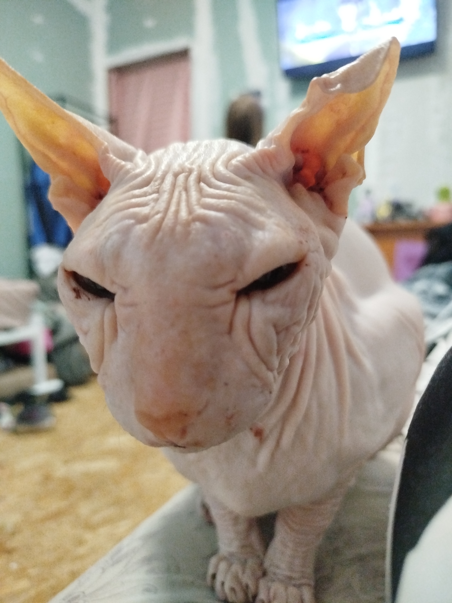 A close-up, eye-level, full body shot captures a light pink Sphynx cat sitting indoors. The cat is positioned slightly off-center to the right of the frame, facing forward with its eyes partially closed. Its skin is wrinkled, particularly around its head and neck. The cat's large, prominent ears are visible, tilted slightly forward. The background is blurred, showing a light blue wall, a closed door with a pink interior, and what appears to be a television screen in the upper right portion of the frame. The cat is sitting on a surface that appears to be fabric, with a fuzzy, tan carpet visible in the lower portion of the image. There are no people or significant objects in the immediate vicinity of the cat. The scene is domestic and appears to be an indoor living space.