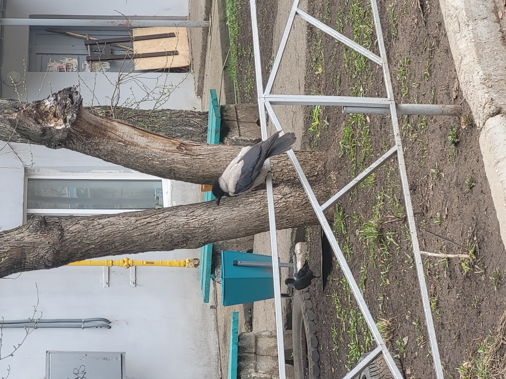 Observed outdoors in Chaikovsky, Russia, a grey and black crow is perched on a tree branch near a white metal structure. Another crow is visible below, near a blue trash can and a tire. The background features a building with a window, a yellow gas pipe, and some exposed building materials. The ground is covered with dirt and sparse vegetation.