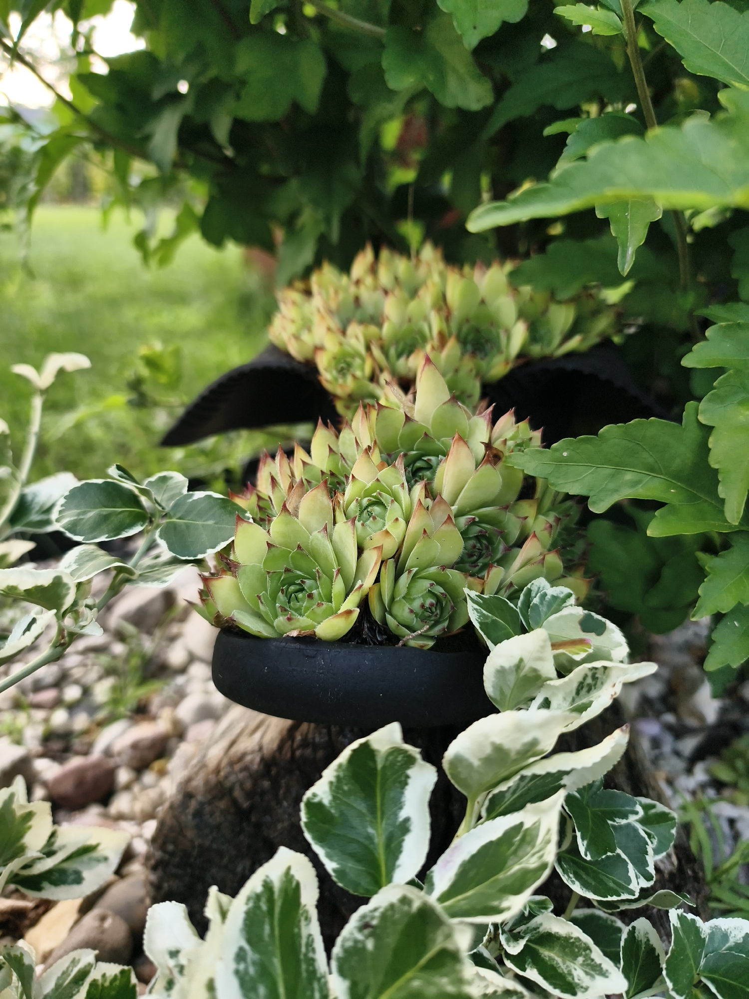 The image depicts a close-up, eye-level outdoor shot of a succulent plant in a black pot, nestled amongst lush greenery and foliage. The succulent, characterized by its rosette-shaped leaves with reddish tips, is the central subject. To the left and foreground, a variegated plant with green and white leaves creates a natural border. The background is softly blurred, showing more green leaves and hints of a grassy area, suggesting a garden or park setting. The lighting appears natural, possibly from late afternoon or early morning, casting gentle shadows and highlighting the textures of the plants. The scene evokes a sense of tranquility and natural beauty. The location of Tczew, Poland, is not visually represented within the image itself, as there are no identifiable landmarks or context clues to pinpoint this specific geographic location.