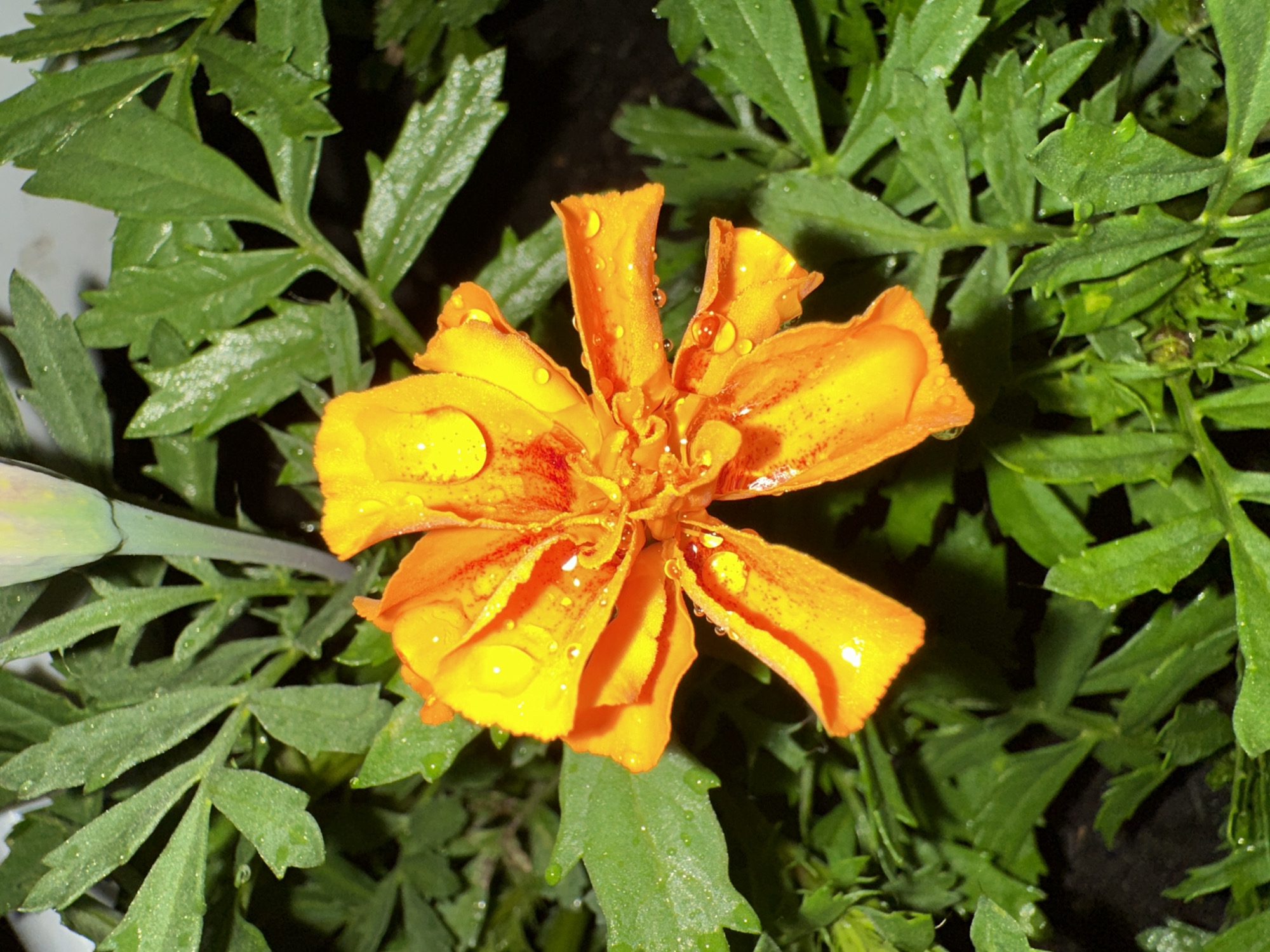 The image displays a close-up view of a single, vibrant orange and yellow flower, consistent with a marigold, surrounded by dense green foliage. Numerous spherical water droplets are clearly visible on the flower's petals and the surface of the leaves, indicating recent moisture. The flower exhibits a color spectrum from yellow in its core to a richer orange on its outer petals, some of which feature faint reddish-orange striations. The surrounding leaves are deeply lobed, distinctly green, and also bear water droplets. The background is dark and out of focus, emphasizing the illuminated flower and leaves. The scene is located in the city of Unknown, Unknown.
