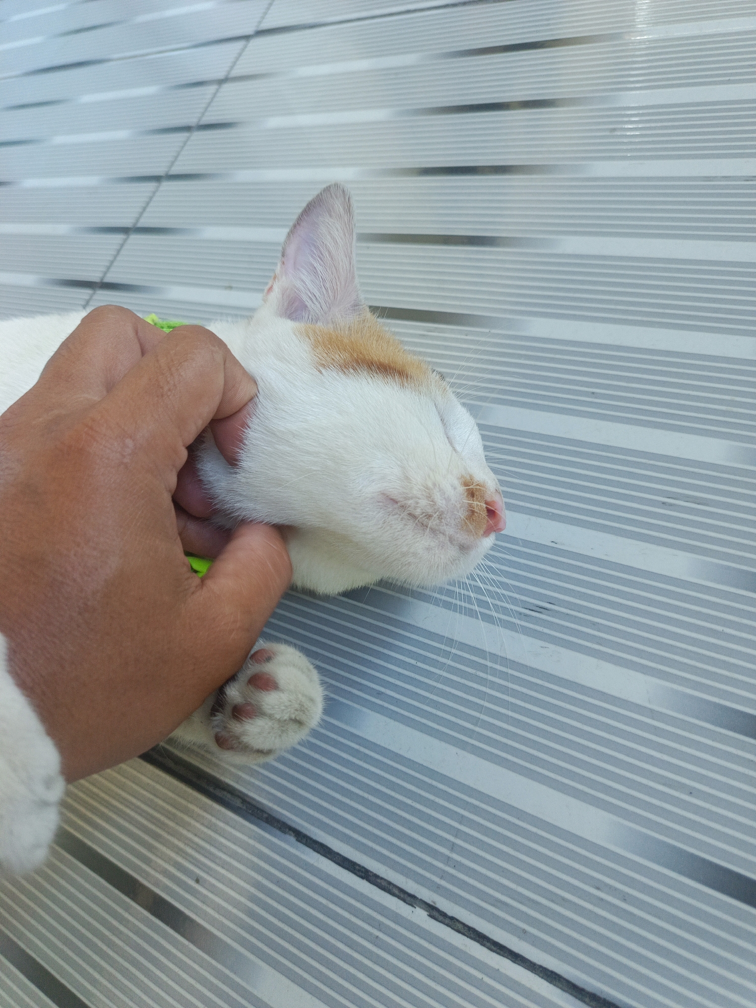 A close-up, high-angle shot captures a hand gently petting a domestic cat. The cat, primarily white with orange markings on its head, is lying on its side with its eyes closed. Its pink nose and delicate whiskers are visible. The cat's paw, with its pink toe beans, is also visible, partially obscured by the hand. The hand appears to be gently stroking the cat's cheek or jawline. The background consists of a gray and white striped surface, possibly a tiled floor or outdoor seating area. There is a bright green collar around the cat's neck. The lighting suggests an outdoor setting, possibly during the daytime. The scene evokes a sense of calm and affection between the human and the animal. The image does not provide any specific indicators to pinpoint its location within Gorontalo, Indonesia.