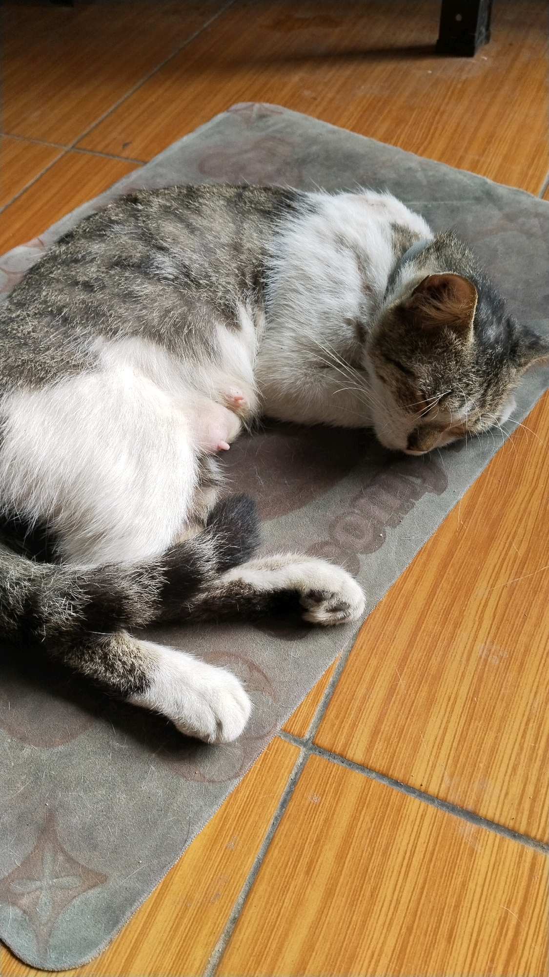 A domestic shorthair cat, predominantly white with grey tabby markings, is sleeping curled up on a dark grey mat. The cat's eyes are closed, and its head is tucked towards its body. One of its paws is extended forward. The cat appears to be female, as visible nipples are present on its underside. The mat is placed on a tiled floor with a warm, wooden-like pattern. The scene is indoors, with a dark leg of furniture visible in the upper right corner. The image was taken in Binong, Indonesia, as indicated by the location metadata.