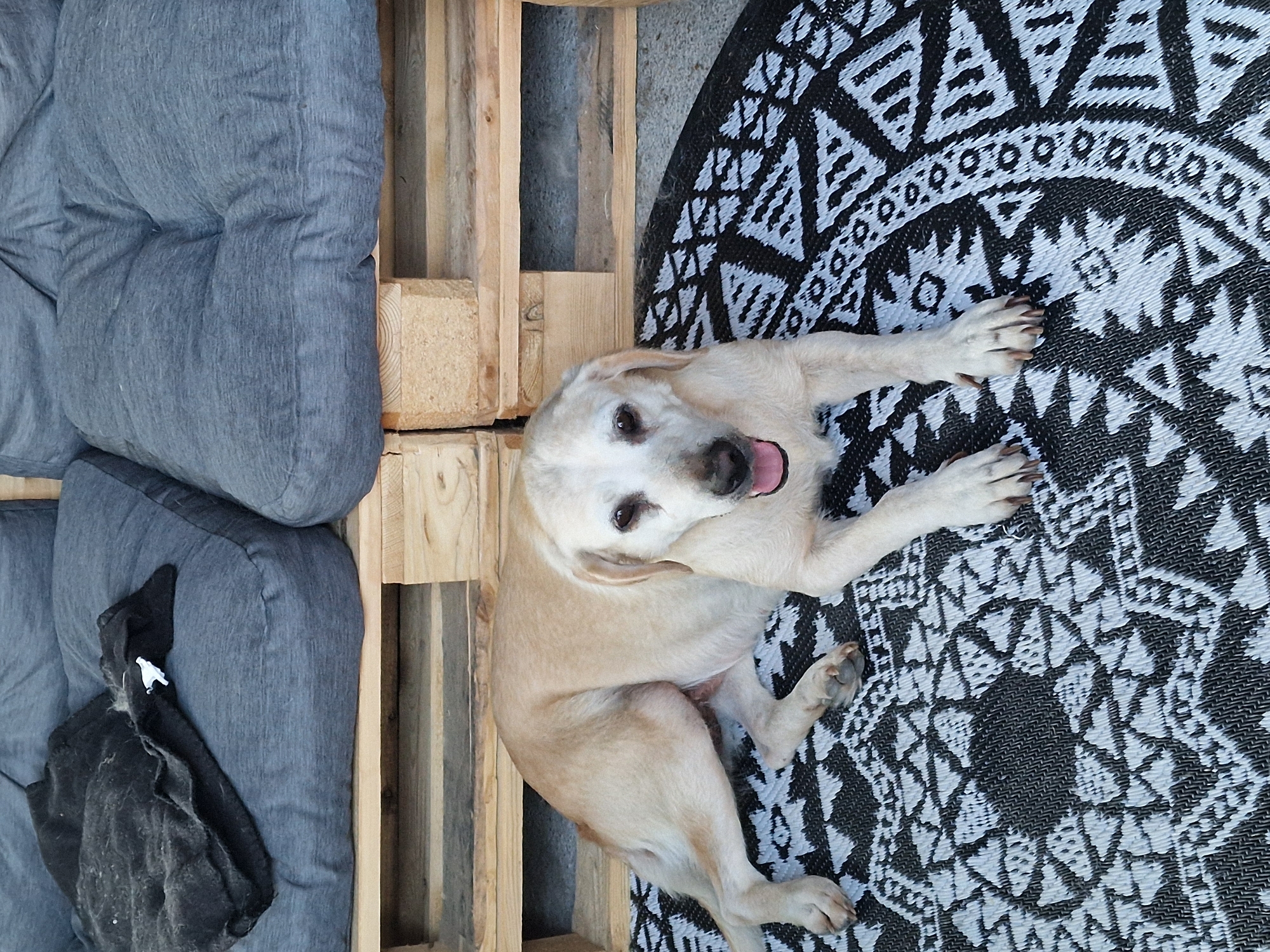 In Lipí, Czechia, a light-colored Labrador retriever dog lies on a black and white patterned rug. The dog is positioned in the foreground, facing the camera with its mouth open and tongue visible. Behind the dog, wooden pallets are stacked to form a structure with shelves. On the top shelf, dark gray cushions are placed, and one of the cushions has a black piece of fabric on it. The overall scene suggests an outdoor seating area, possibly a patio or garden, constructed with repurposed materials.