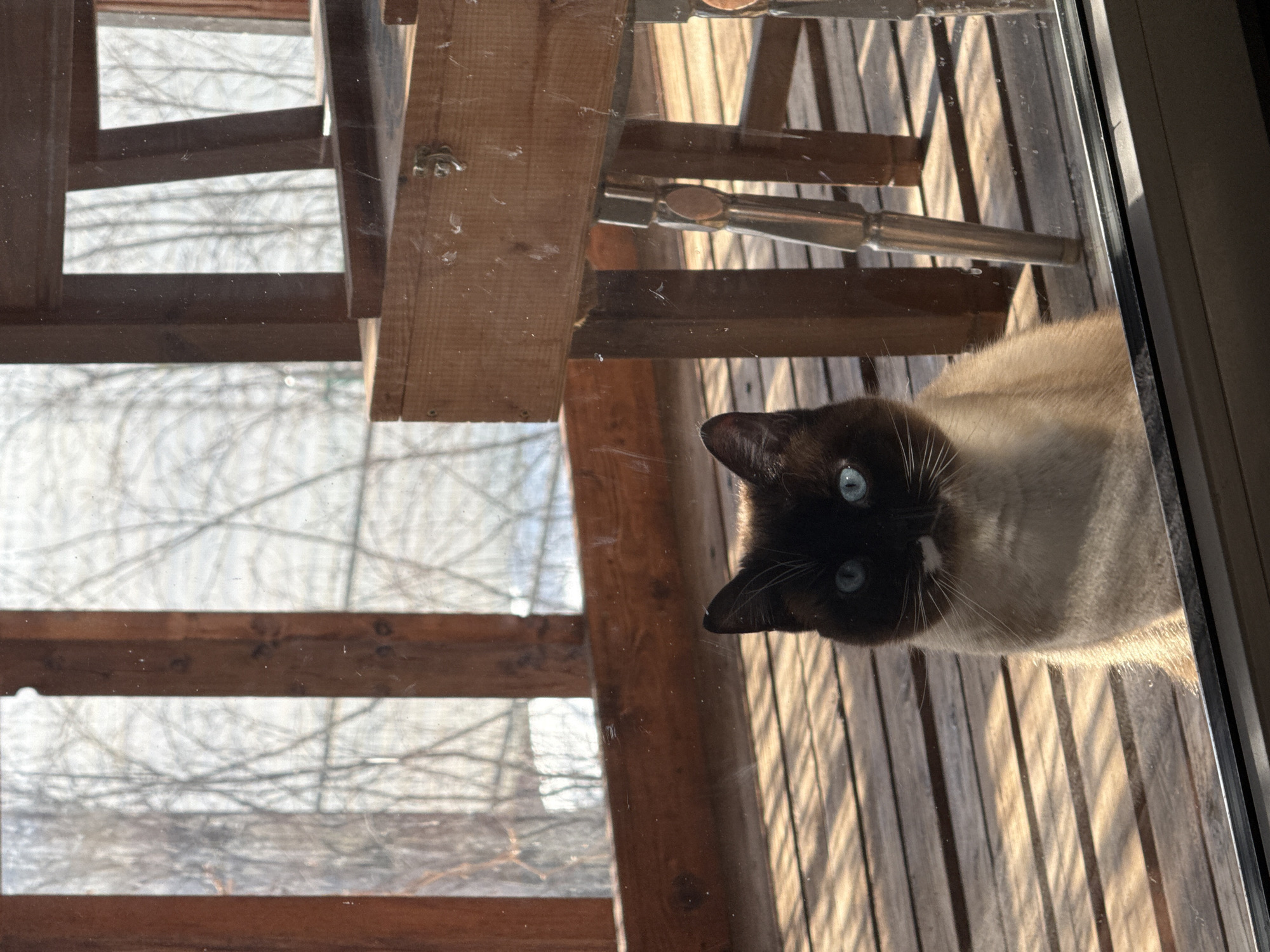 The image shows a Siamese cat with blue eyes looking through a glass window. The cat's face is close to the glass, and its fur is a light tan color with darker brown markings on its head. The background includes a wooden structure, possibly a porch or deck, with visible slats and beams. Outside the window, there are bare tree branches, suggesting it may be winter or early spring. The image is taken from a low angle looking upward towards the cat. It is not possible to determine the location in Kazan, Russia from this image.