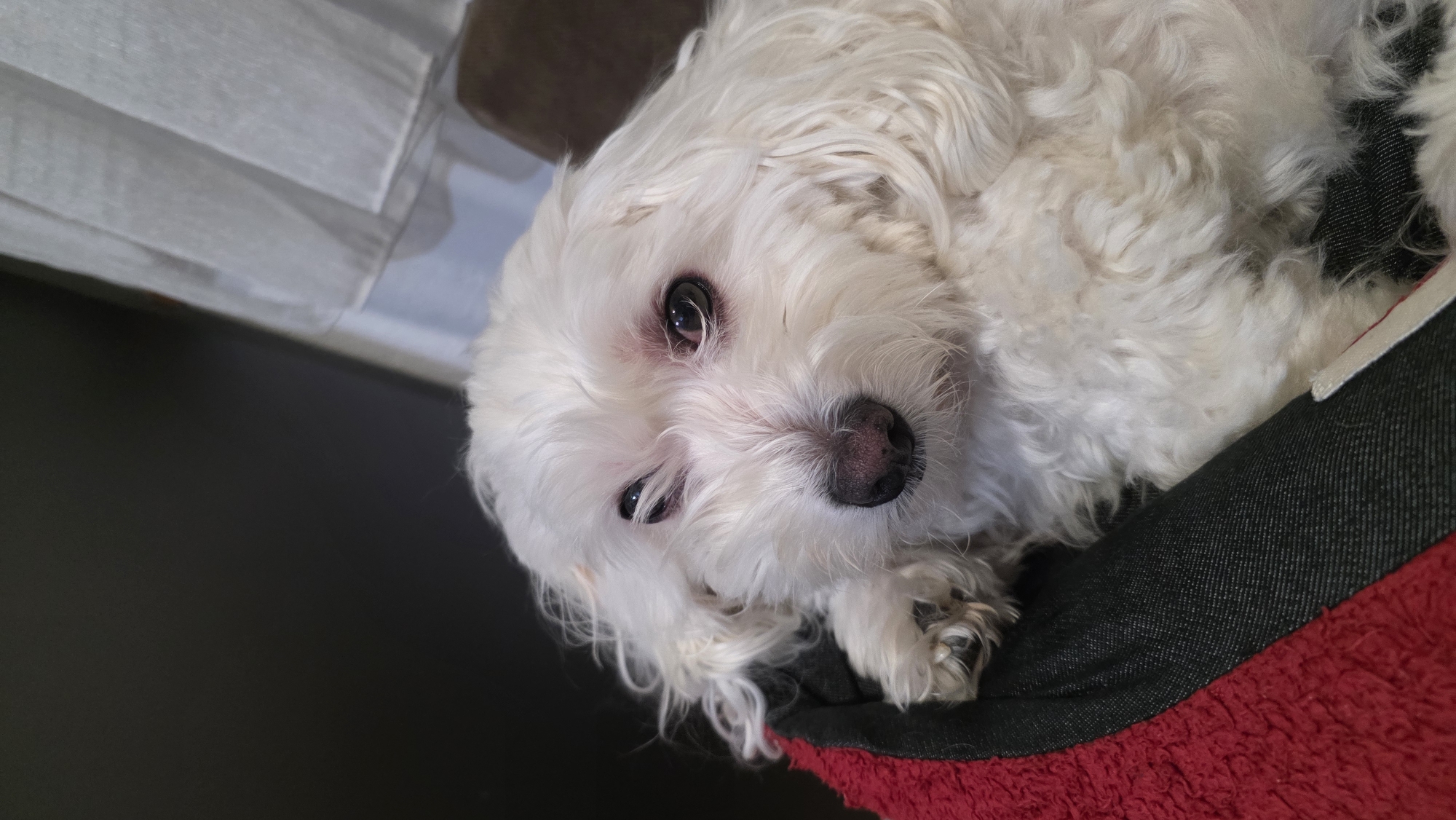 A white, curly-haired dog is lying on a bed or cushion with a red and black cover. The dog is oriented diagonally across the frame, with its head in the upper center and its body extending towards the lower right. The dog's dark eyes are looking at the camera, and it has a dark nose. A white curtain is visible in the upper left corner of the image, partially obscuring a brown surface. The background is dark, contrasting with the dog's white fur. No information suggests the location being in Blagoevgrad, Bulgaria.