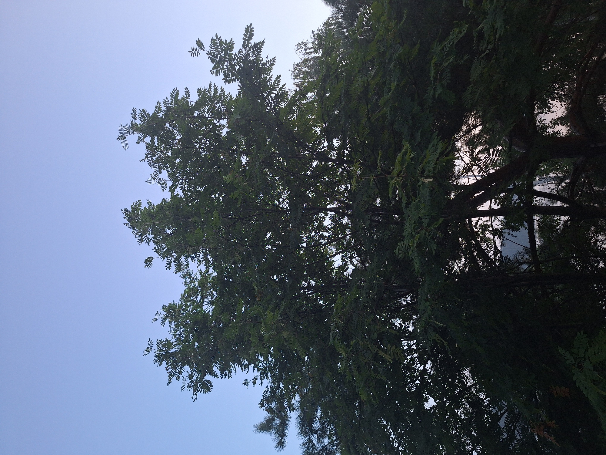 A low-angle shot captures a lush green tree against a clear, pale blue sky. The leaves of the tree are densely packed, obscuring much of the background. Sunlight filters through the foliage, creating highlights and shadows. The branches of the tree are thick and dark, with some appearing to extend towards the top of the frame. The overall impression is one of natural abundance and serenity. The image's metadata indicates it was taken in Atamanovka, Russia.