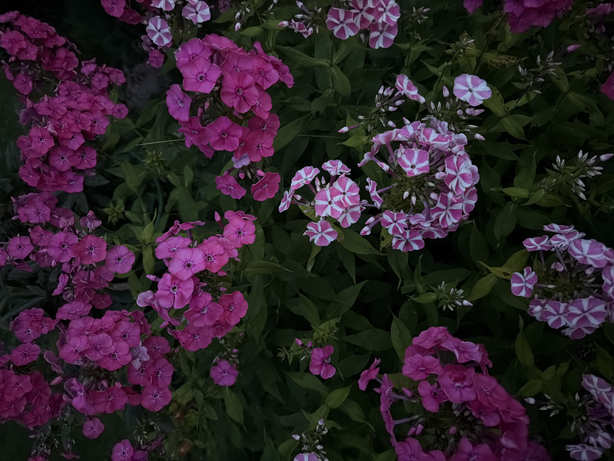 This is a close-up, vertical, eye-level shot of a cluster of blooming phlox flowers in the city of Novorizhskie Klyuchi KP, Russia. The flowers are predominantly pink, with some varieties featuring white stripes. The blossoms are densely packed, creating a vibrant display against a dark green background of leaves and foliage. The lighting suggests it may be late afternoon or early evening, casting some shadows and highlighting the textures of the petals and leaves. There are no people or animals visible in the image. The scene is focused entirely on the floral arrangement, with the environment appearing to be a garden or natural setting.