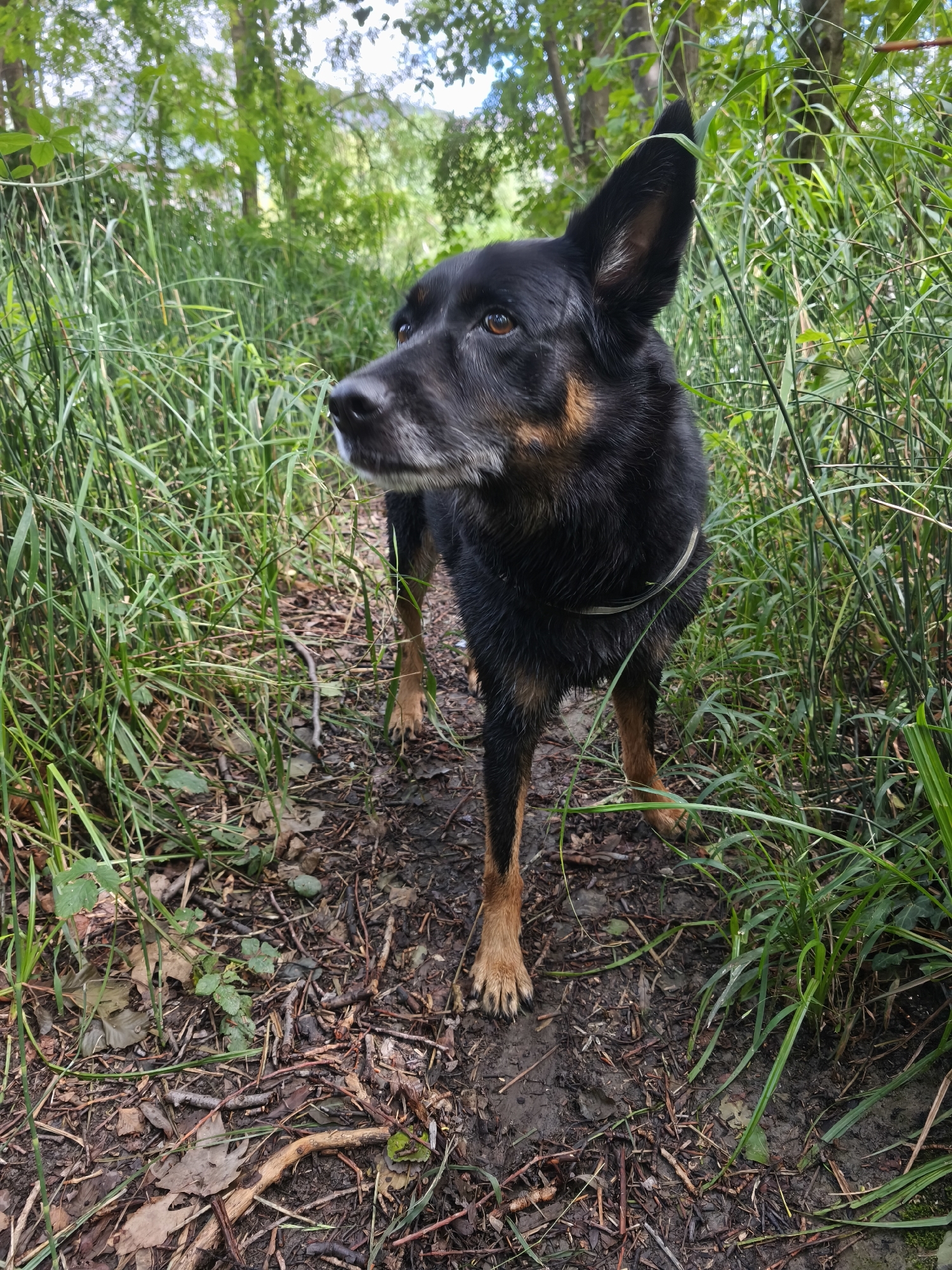 A black and tan dog with brown eyes stands in a patch of tall green grass. The dog is facing left, with its ears perked and its head tilted slightly. Its fur is wet, and it appears to be wearing a harness. The ground is covered in dirt, leaves, and twigs. The background is filled with more tall grass and trees, suggesting an outdoor, natural environment. The scene is likely located in a park or wooded area within the city of Fontaine, France.