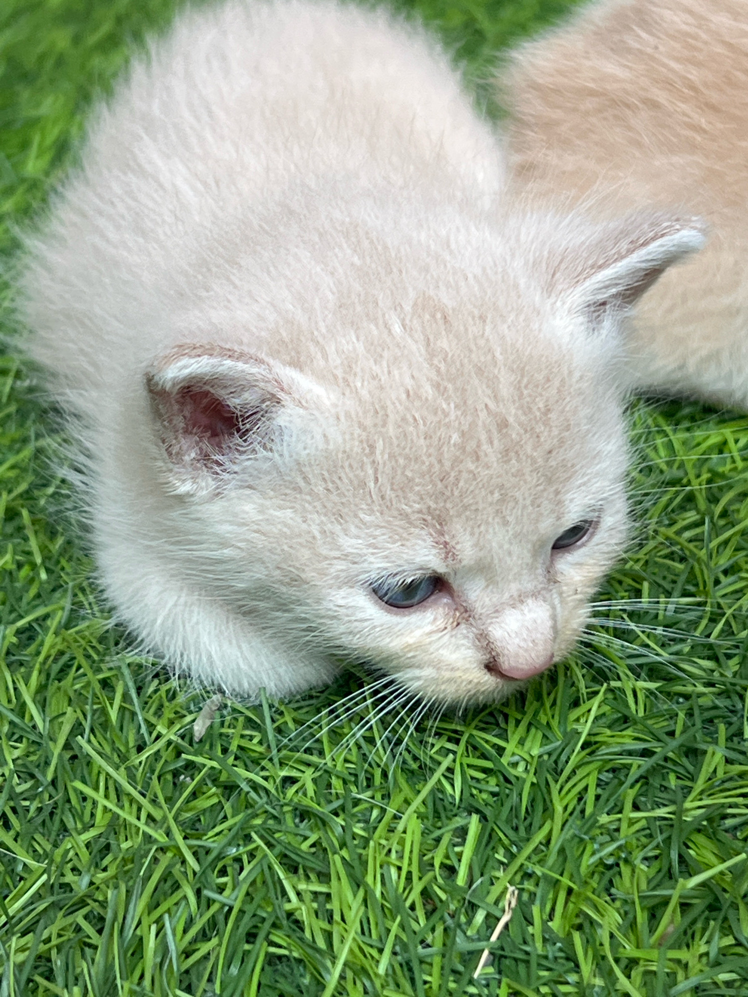 A close-up, eye-level shot captures a very young, light-colored kitten lying on artificial turf. The kitten, predominantly cream-colored with subtle darker points on its ears and possibly its face, is positioned in the lower left quadrant of the frame, facing to the right with its head lowered. Its eyes are open and appear to be blue-grey, with the right eye more clearly visible. Long, white whiskers extend from its snout. The texture of its soft, fluffy fur is evident. The background consists of vibrant green artificial grass blades, some of which are in focus, creating a textured surface. Another kitten, appearing lighter and more golden in color, is partially visible in the upper right background, suggesting the presence of at least two kittens. There is no discernible urban context or evidence suggesting the location is Denpasar, Indonesia. The scene is static and focuses solely on the kittens and their immediate grassy environment.