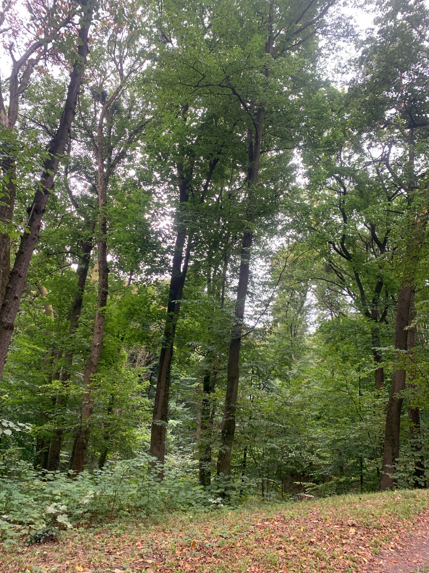 A vertical, low-angle shot captures a densely wooded area in Lviv, Ukraine, likely a park or forest. Tall, mature trees with thick, rough bark dominate the frame, their branches interwoven overhead to create a canopy. The leaves are a vibrant green, with some hints of autumnal yellowing and browning scattered throughout, suggesting the transition from summer to fall. Sunlight filters through the foliage, creating dappled light and shadow patterns on the ground. The forest floor is covered in a thick carpet of fallen leaves, predominantly brown and orange, interspersed with patches of green grass and undergrowth. A narrow dirt path is visible on the right side of the image, curving gently into the woods. There are no people or animals visible in the scene. The overall atmosphere is one of serene, natural beauty.
