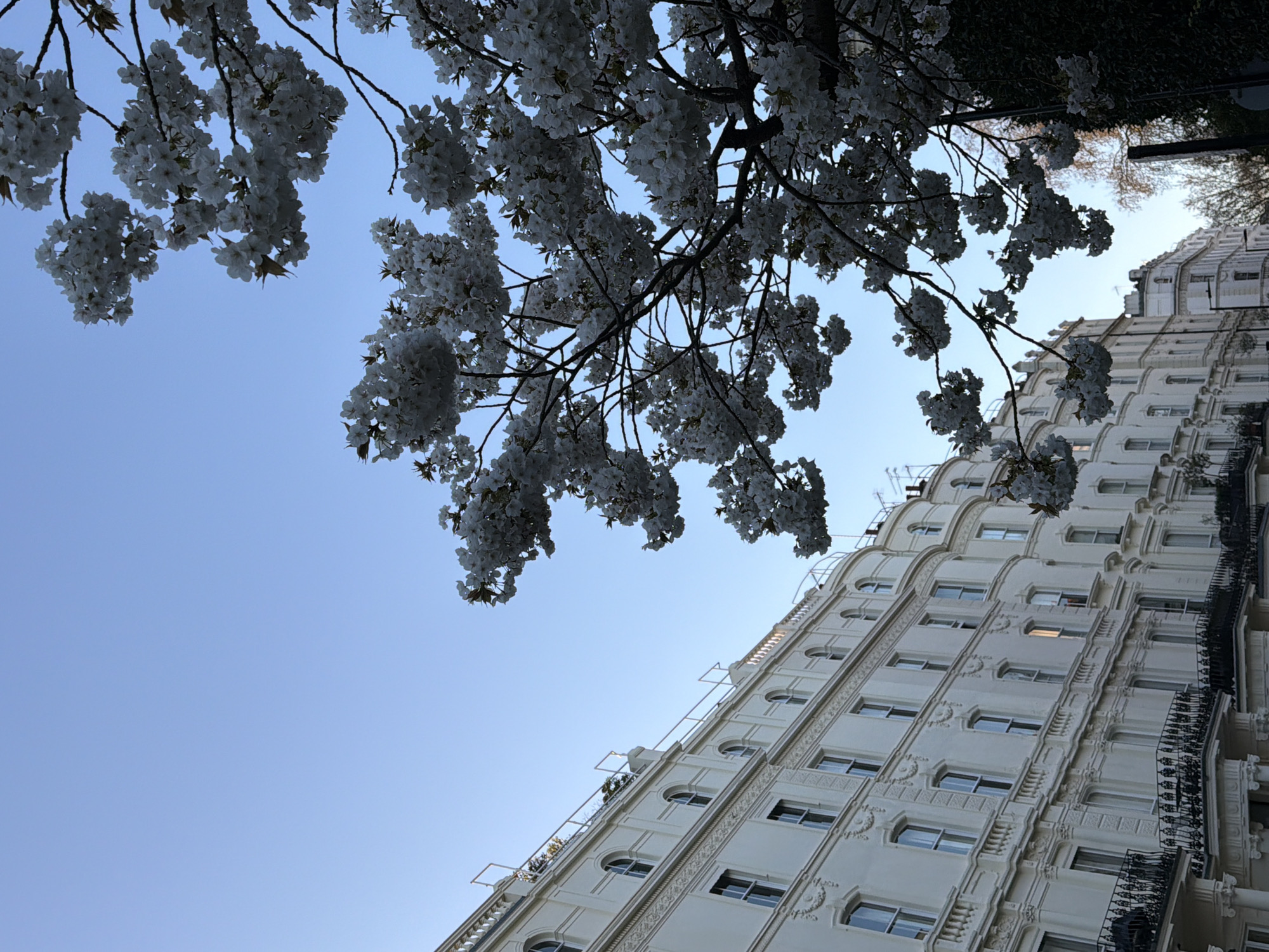 The scene captures an urban street in London, United Kingdom, characterized by a row of multi-story, classically-designed residential buildings under a clear, light blue sky. In the foreground, primarily occupying the right side of the frame, are numerous branches heavily laden with white cherry blossoms, indicating spring.
The buildings on the left are uniformly painted in a cream or off-white color, featuring ornate stucco facades with intricate decorative moldings, cornices, and window surrounds. They extend diagonally across the frame, appearing as a continuous terrace with a gentle curve. The buildings display a mix of rectangular sash windows on lower and middle floors, and distinct arched windows on the uppermost story. Several floors are equipped with projecting balconies featuring black wrought-iron railings. A continuous balustrade or railing system is visible along the roofline, behind which some green foliage can be seen, possibly from rooftop gardens or plants. The buildings are well-maintained, with no visible damage.
Natural light illuminates the building facades from the left, while the cherry blossoms are partially silhouetted against the bright sky. No individuals or vehicles are clearly visible. The architectural style, particularly the stucco finish and classical detailing, is highly characteristic of affluent residential areas in West London, such as Notting Hill or Kensington.
