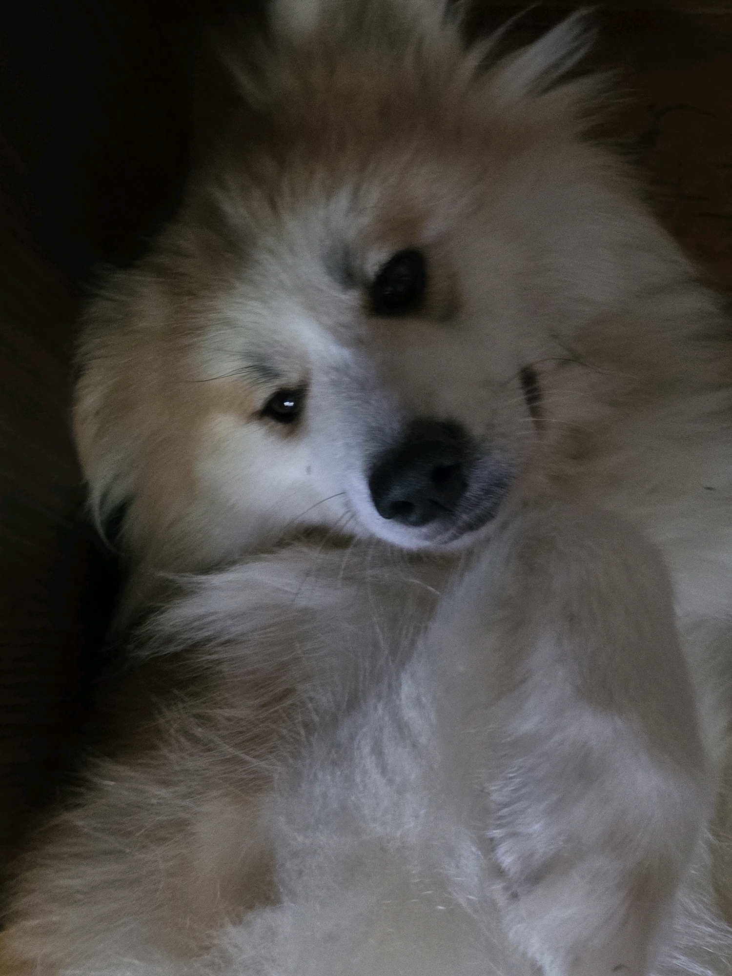A fluffy, light-colored dog is lying on its back, looking upwards. The dog has a dark nose and dark eyes. The fur is light brown and white, with some darker patches. The background is dark and out of focus, suggesting an indoor setting. There is no indication of the location being Podolsk, Russia.