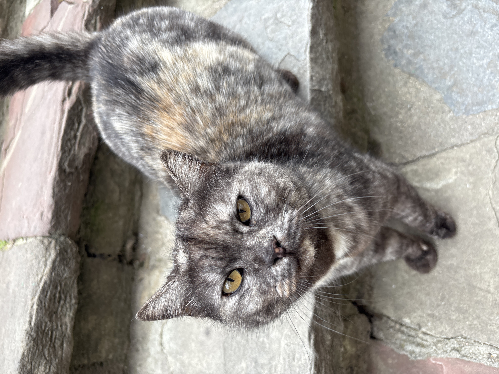 A tortoiseshell cat with yellow eyes looks up at the camera. It is standing on a patio of various stones. The specific location in the city of Karlovo, Bulgaria, cannot be determined from the image.