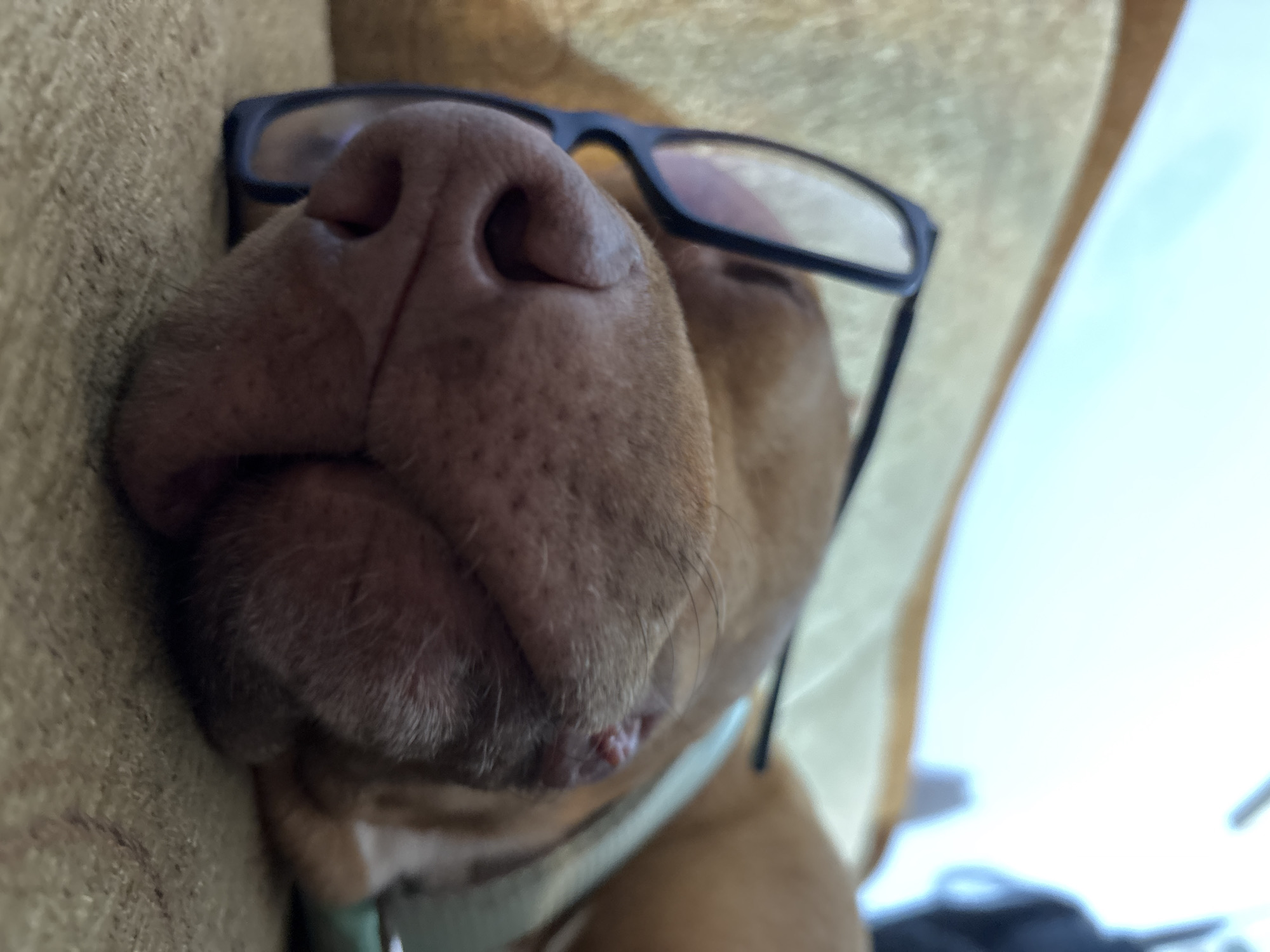 A close-up shot depicts a dog resting its snout on a tan-colored, textured sofa. The dog has tan fur, a pink nose, and is wearing black-rimmed glasses. Part of the dog's white collar is visible, as well as some light-colored fabric that could be a blanket or cushion. No information is available to determine the location in Sofia, Bulgaria.