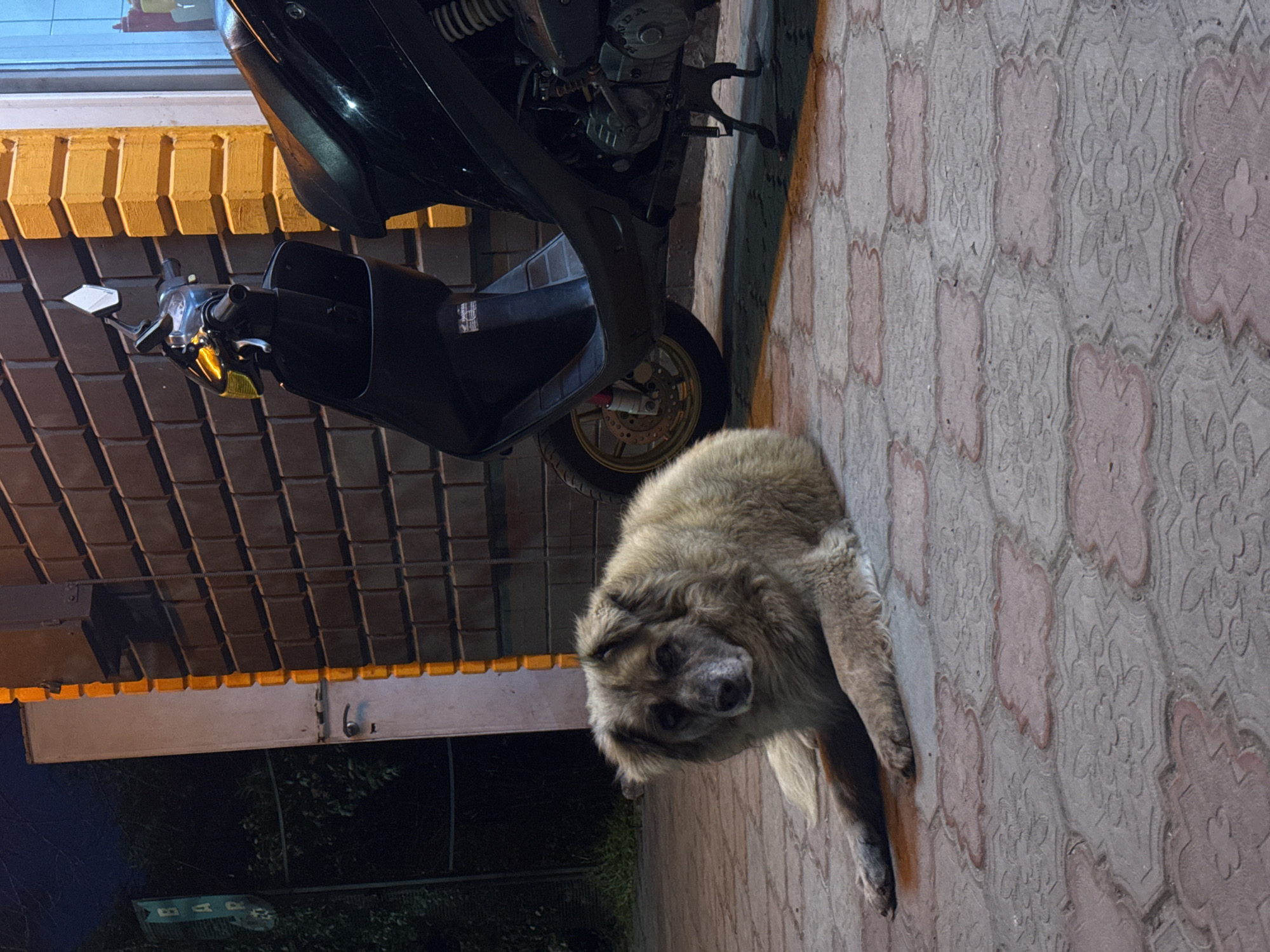 A large, grey and tan dog lies on a paved walkway. A black motor scooter is parked nearby. The walkway appears to be adjacent to a building and a road. A sign is visible indicating "BAR". This scene is likely in Yevpatoriya, Ukraine.