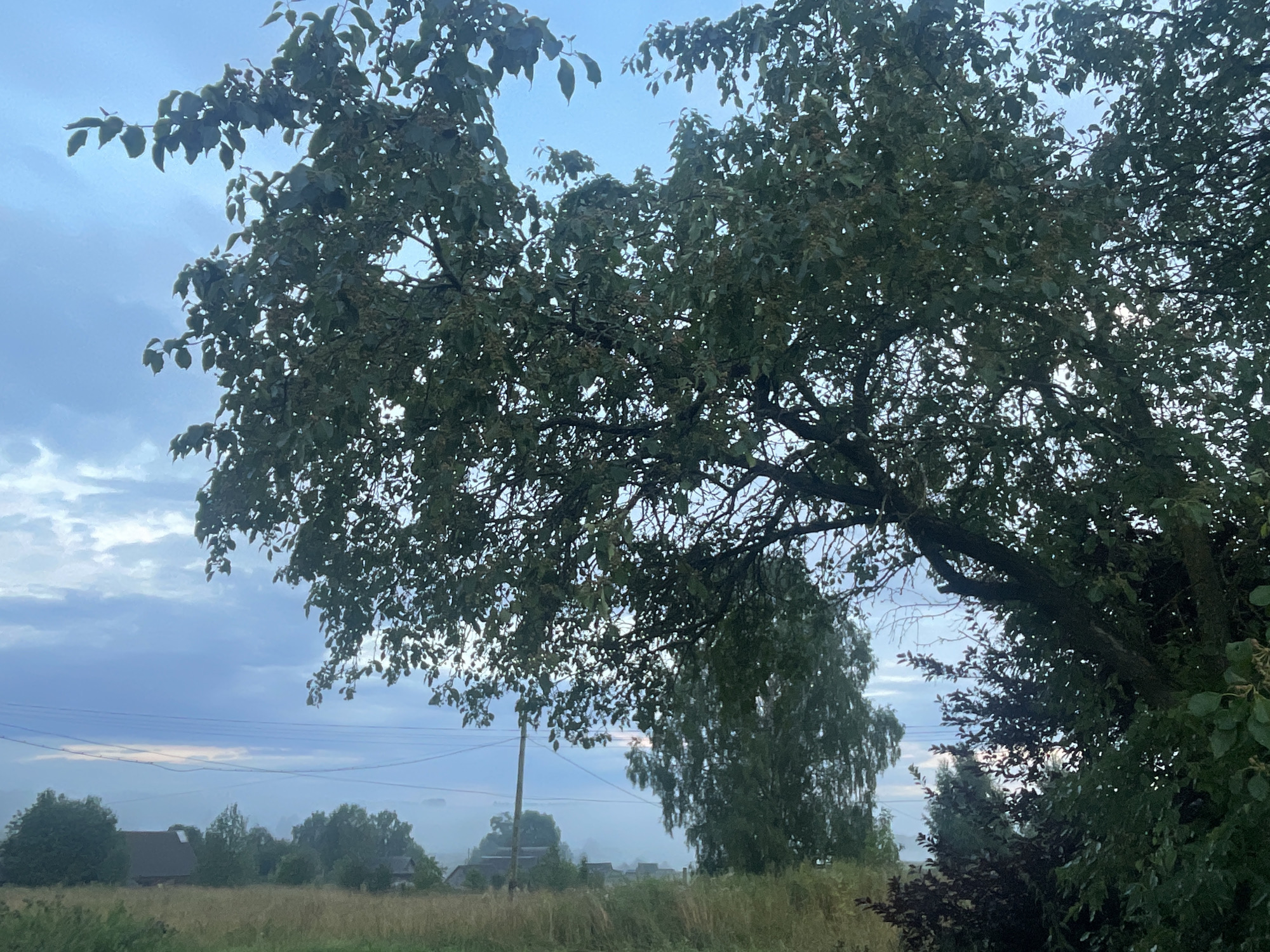 The image depicts a rural landscape near Panteleevka, Russia, under a hazy, overcast sky. A large tree with dense green foliage dominates the foreground, its branches extending across the frame. In the midground, a field of dry grass is visible, with several houses and trees scattered across the landscape, some partially obscured by mist. Power lines are strung horizontally across the scene. The overall impression is one of a tranquil, early morning or late evening rural setting.