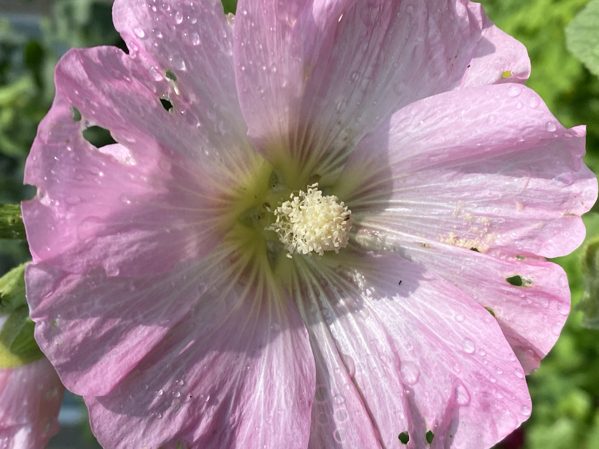 A close-up, detailed photograph captures the center of a large, pink hollyhock flower, its petals illuminated by sunlight and speckled with numerous water droplets. The petals, some of which have small holes or tears, radiate outwards from a fluffy, cream-colored stamen cluster at the flower's core. The stamen cluster is delicate and textured, with visible pollen. Subtle veins are etched into the translucent petals, revealing a gradient of pink and white tones. In the background, out-of-focus green foliage suggests an outdoor garden setting. The image does not provide any information or context that would allow for the determination of its location within the city of Novokuznetsk, Russia. No people, animals, or specific actions are depicted.