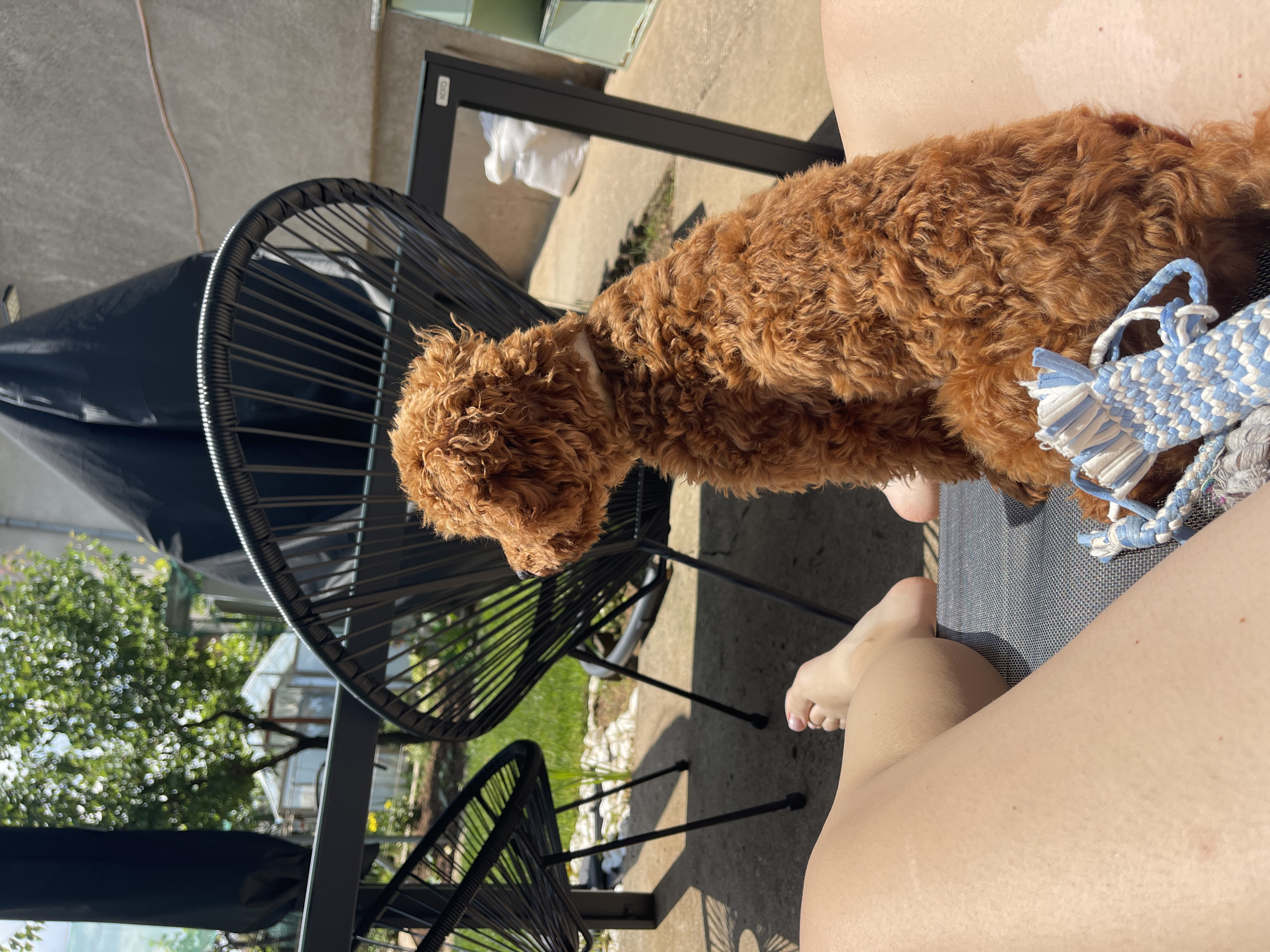 A medium-sized brown poodle rests on the lap of a person sitting on a black metal chair outdoors. The person's bare legs and feet are visible. A blue and white braided toy lies near the dog. A second black metal chair is partially visible in the background. The scene appears to be in a garden or patio. The location is Sofia, Bulgaria.