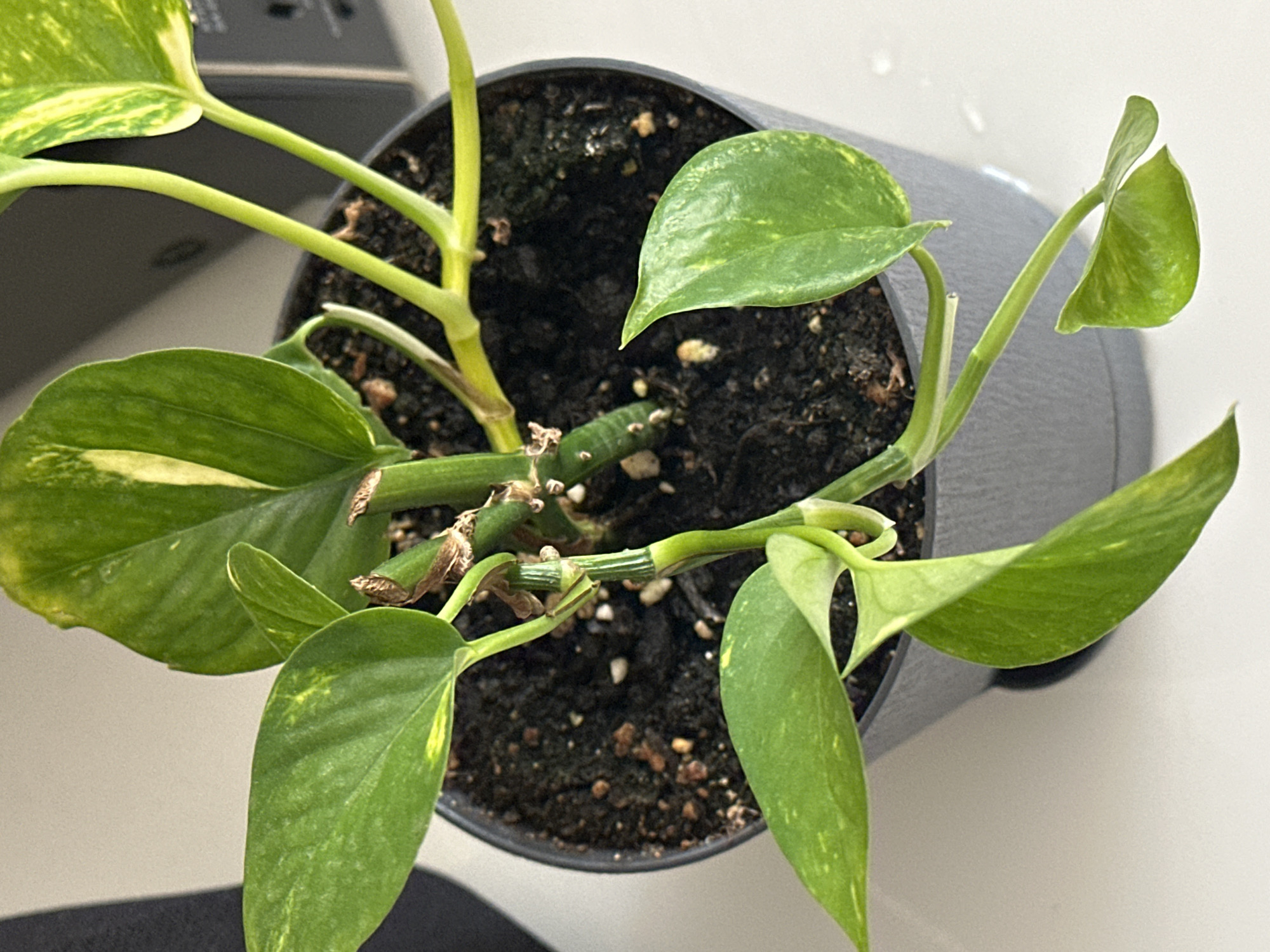 The image is a close-up, overhead shot of a potted Golden Pothos plant. The plant has green leaves with yellow variegation, and some leaves appear slightly droopy. The pot is dark gray and filled with dark soil. The background is out of focus and appears to be a neutral-colored surface, possibly a table or countertop. There is a shadow on the left side of the image. The scene is indoors, with artificial lighting. There are no people or animals visible in the image. The location in Nevinnomyssk, Russia is not discernable from the image content.