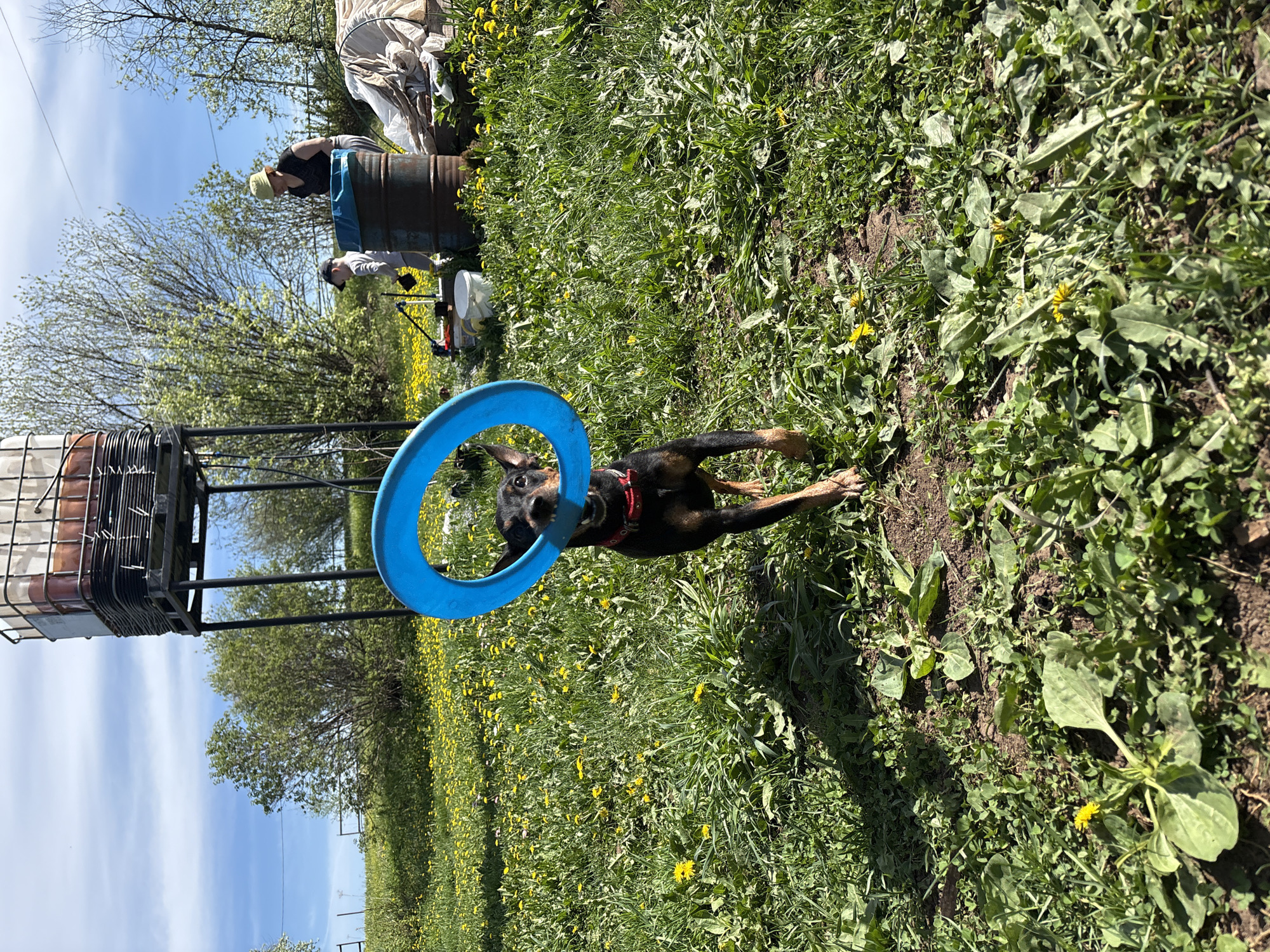 A medium shot of a black and tan Doberman Pinscher wearing a red collar playing with a blue ring toy in a grassy field. The field is covered in green grass and yellow dandelions. In the background, two people appear to be working near a large barrel. To the left, a large water storage container with a metal frame is visible. The sky is blue with some clouds. It's daytime with bright sunlight. The specific location in the city of Усть-Тунтор, Russia cannot be determined from the visual data provided.
