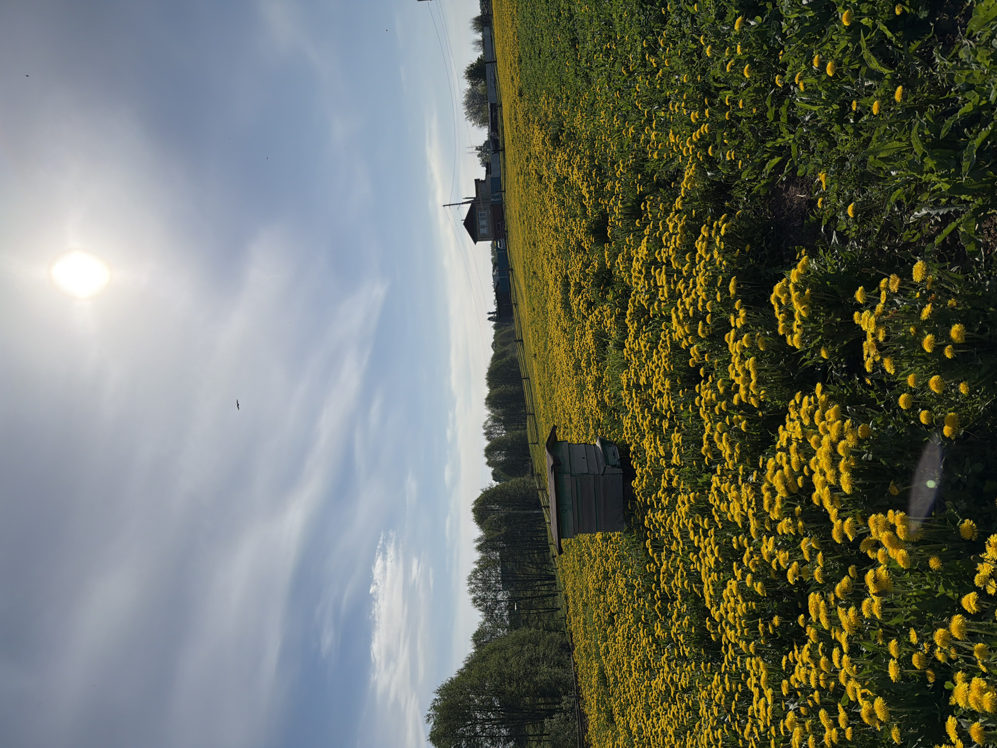 The image depicts a sunny, rural scene likely in the vicinity of Кадряково, Russia. A vast field of dandelions stretches across the foreground and middle ground, punctuated by a single, weathered wooden beehive in the center-right. A row of trees lines the middle ground, beyond which a simple house can be seen. The sky is partly cloudy, with the sun shining brightly in the upper-left corner. A single bird is visible in the sky. No people are apparent in the image.