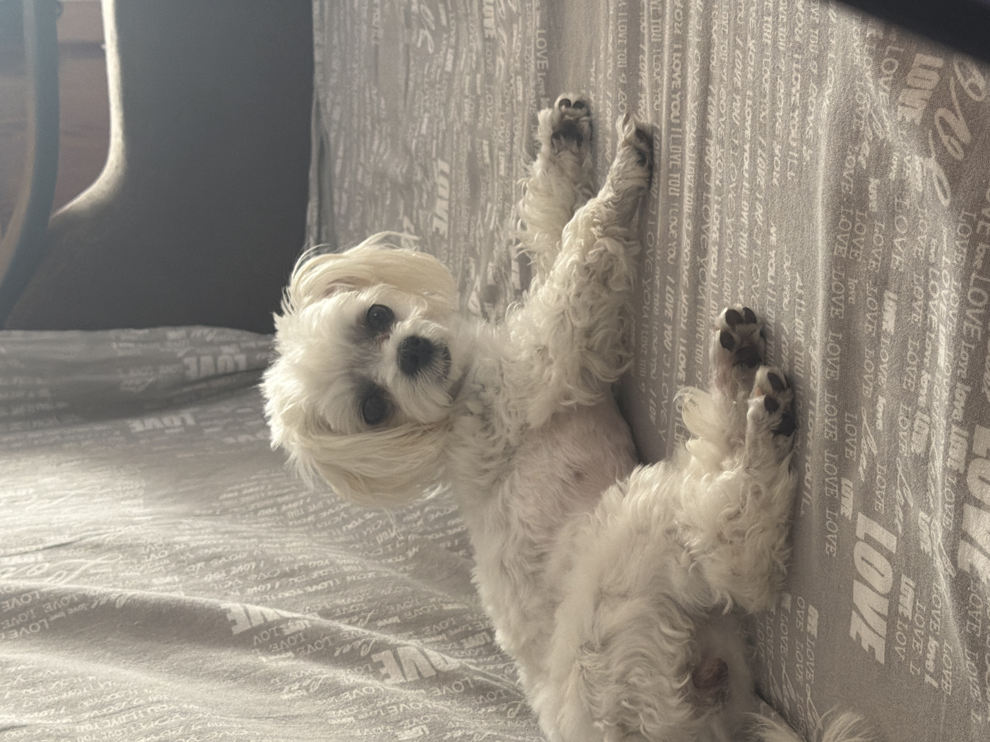 A fluffy white Maltese dog lies on a gray surface patterned with repeating text, possibly a blanket or upholstery. The dog is positioned on its side, with its head turned towards the camera. The background consists of a draped fabric and a dark, out-of-focus chair. The lighting suggests an indoor setting, possibly a home. The image is a photograph taken from a medium-short distance. There is no information in the image that indicates the location of Partenit, Ukraine.