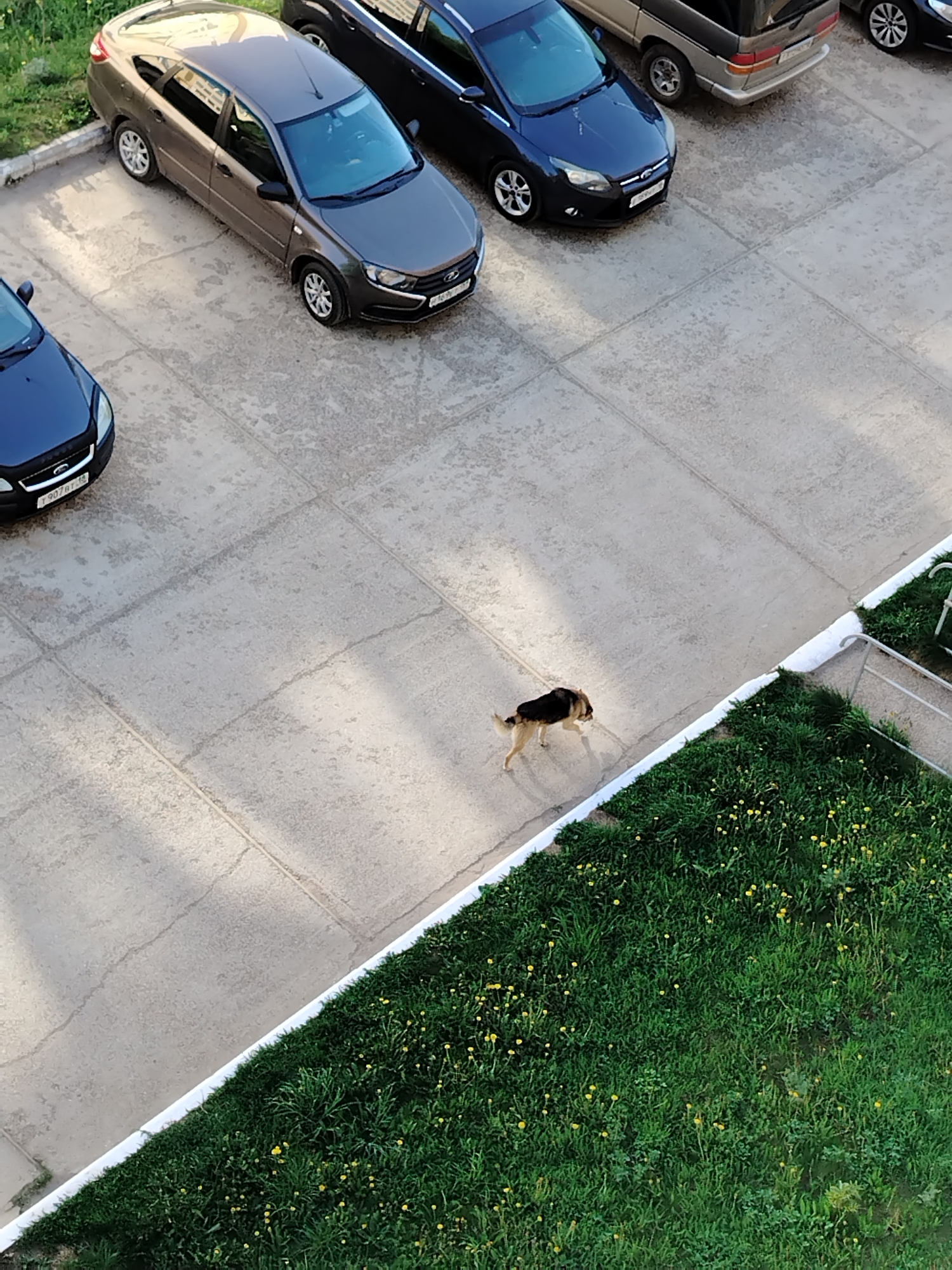 An overhead shot shows several parked cars on a concrete slab with a dog walking across it towards a grassy area. The cars are various shades of gray and blue, parked adjacent to each other. The concrete slab is marked with lines suggesting paving stones. A medium-sized dog with black and tan fur is walking from the concrete slab towards a patch of green grass interspersed with small yellow flowers, likely dandelions. The grass area is bordered by a concrete edge. The location is Noviy, Russia. There is no indication of human presence or interaction in the immediate view.