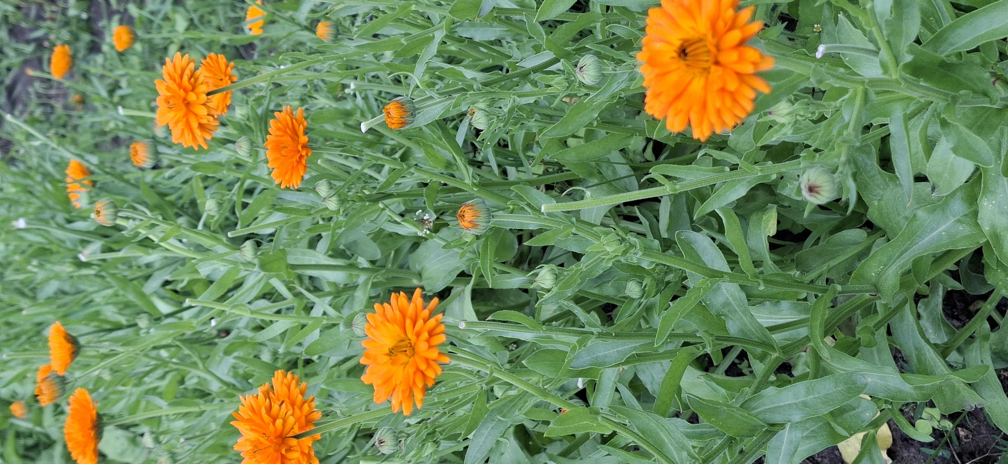 This is a vertical, close-up, eye-level shot of an outdoor patch of blooming orange calendula flowers interspersed with green foliage. The flowers are vibrant orange with many thin petals radiating from a central disk. Some flowers are fully open, revealing their intricate petal structure, while others are in various stages of bloom or are still buds. The plants are tall and leafy, with elongated, serrated leaves. The overall impression is one of a dense, natural garden. The image does not depict any specific identifiable location within the city of Vihi, Estonia.