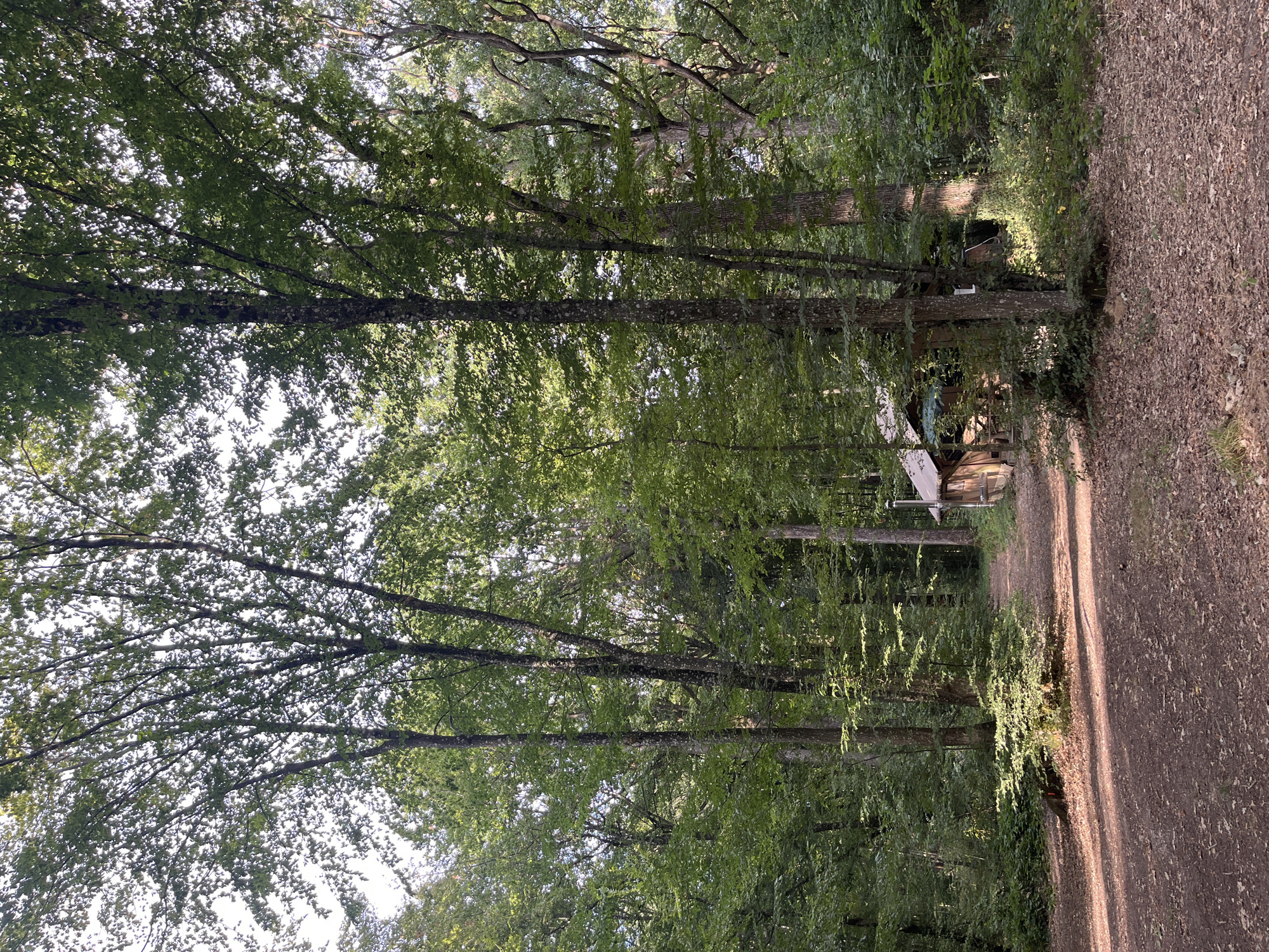 The image shows a dirt path winding through a dense forest in Sonchamp, France. Sunlight filters through the leafy canopy of tall trees, dappling the path with light and shadow. To the right of the path, nestled amongst the trees, is a small wooden cabin with a pitched roof and a chimney. The ground is covered with fallen leaves and dirt. The overall impression is one of a secluded, rustic setting within a natural environment. There are no people visible in the image.