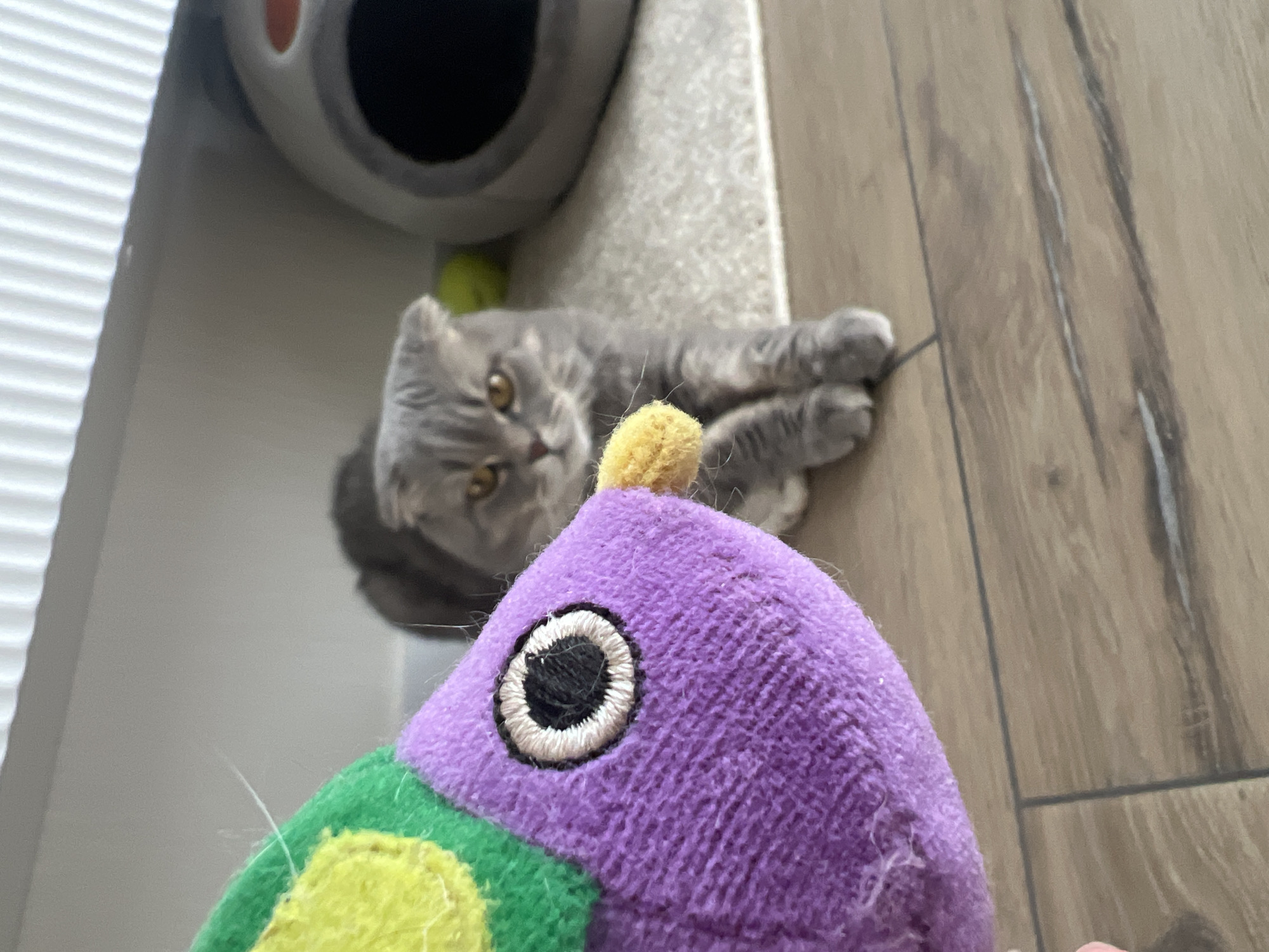 This indoor photograph, taken in Votkinsk, Russia, captures a playful moment between a domestic cat and a toy. In the foreground, a vibrant, multi-colored fabric cat toy dominates the lower half of the frame. The toy features purple, green, and yellow sections, with a prominent black and white embroidered eye, suggesting it is being held up close to the camera, likely by an unseen person.
Behind the toy, a grey cat with expressive light brown eyes is lying down on a light-colored, possibly carpeted, surface. The cat, appearing to be a Scottish Fold or British Shorthair due to its round face and sturdy build, gazes intently at the toy and the camera with an alert and curious expression, its paws tucked beneath it.
The background reveals more details of the home setting. To the left, white horizontal window blinds allow natural daylight to illuminate the scene. Behind the cat, a grey dome-shaped cat bed or house is partially visible, with a small yellow ball nearby. The floor on the right consists of light brown wooden planks. The overall scene suggests a cozy domestic environment, with the cat seemingly engaged in or anticipating playtime. There is no visible text in the image.