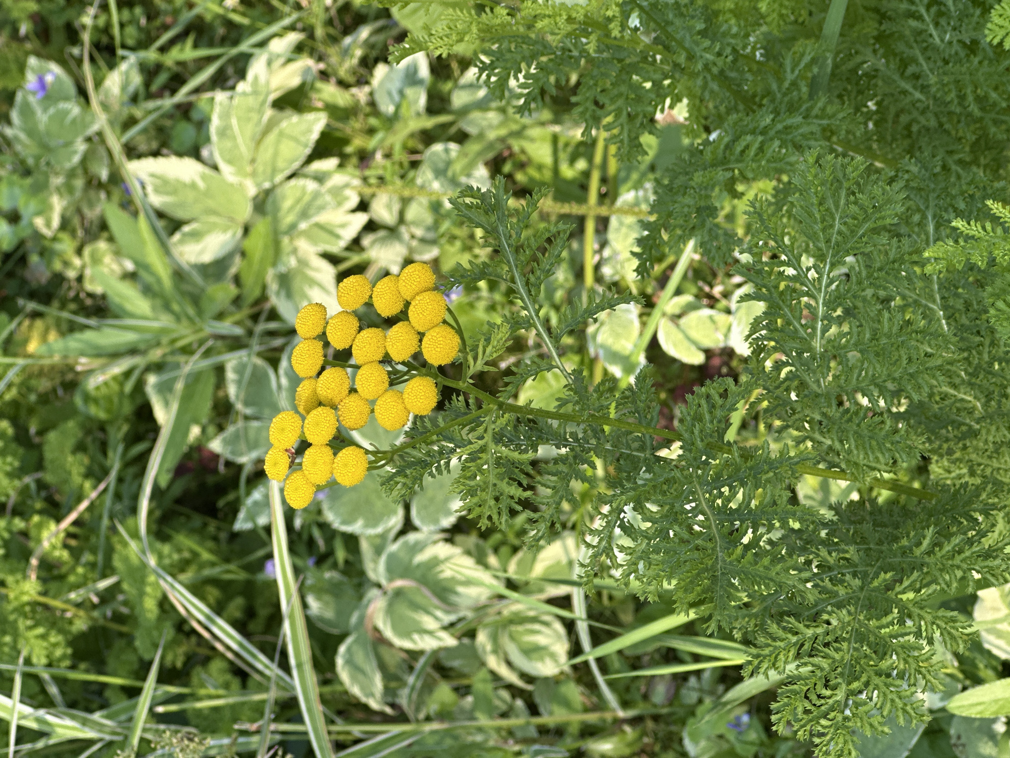 In Uray, Russia, a close-up shot captures a cluster of bright yellow button-like flowers, identified as tansy, blooming amidst lush green foliage. The flowers are spherical and appear in a tight arrangement at the top of a central stem. The surrounding leaves are finely cut and feathery, characteristic of the tansy plant. In the background, a variety of other green plants and leaves are visible, some with variegated patterns, creating a natural, outdoor environment. The lighting suggests it is daytime, with sunlight highlighting the textures and colors of the plants. There are no people or animals present in the image. The scene appears to be a garden or a natural green space.