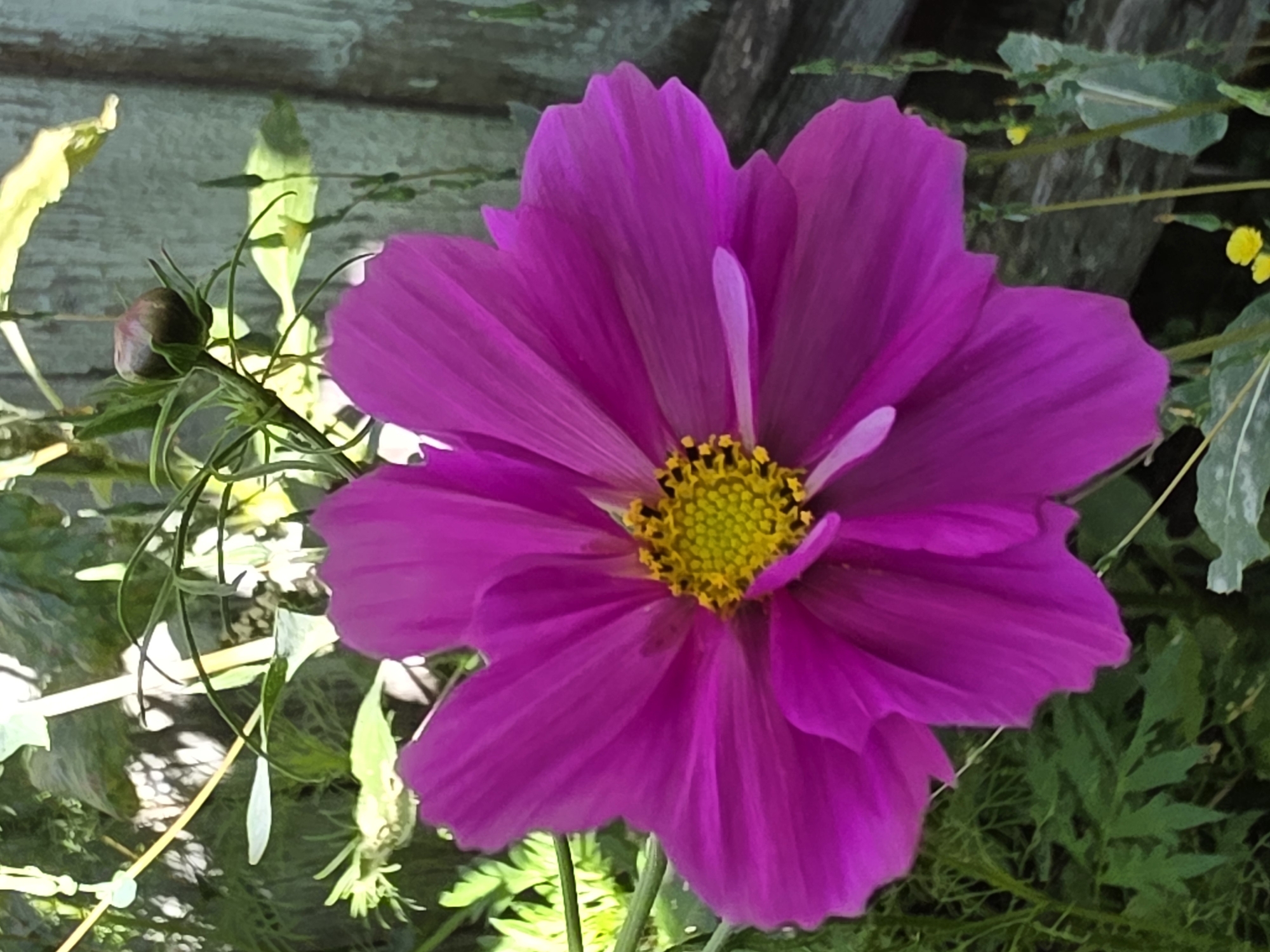 The image shows a close-up of a vibrant pink cosmos flower in a garden setting. The flower has delicate, ruffled petals and a bright yellow center. Behind the flower, a wooden fence is visible, with green foliage and some buds also present in the background. The lighting suggests it is daytime, possibly late afternoon given the shadows. The image does not contain any people or actions.