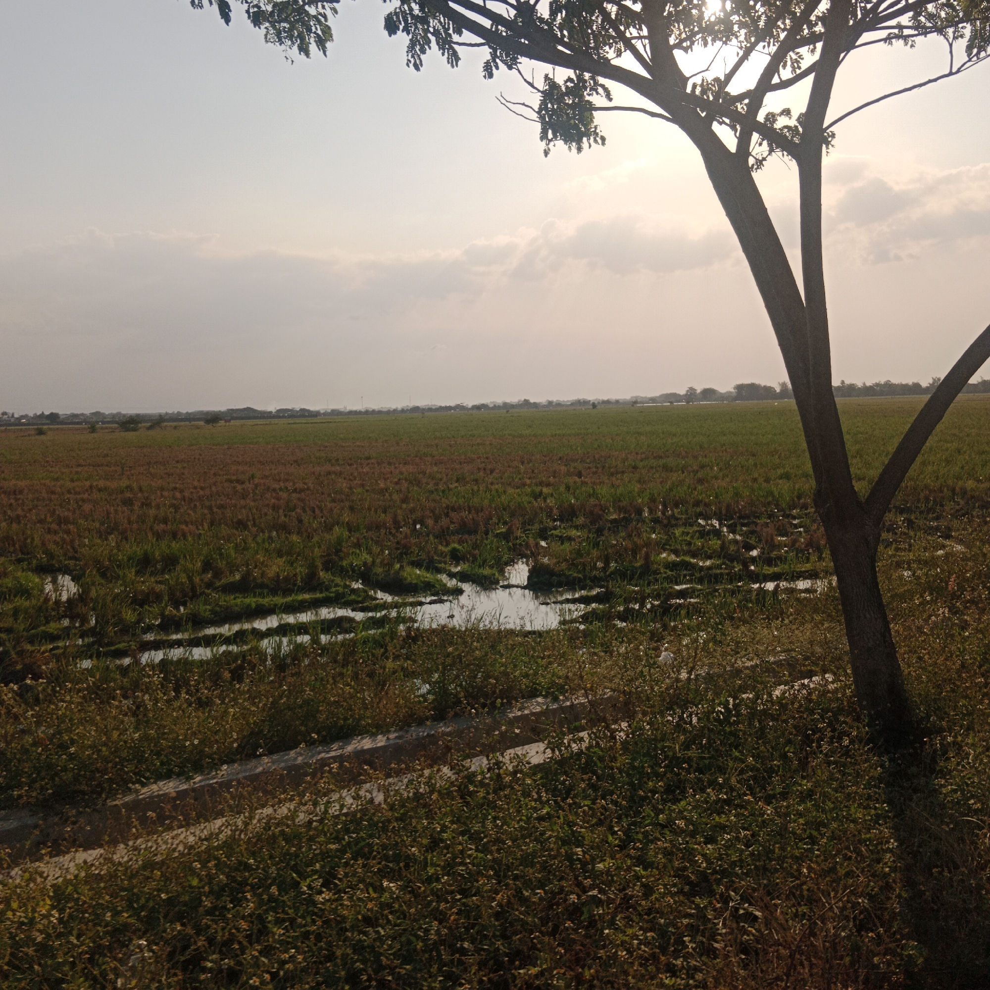 The image captures a landscape in Lobangdolok, Indonesia, dominated by a large tree in the foreground whose branches and leaves obscure a portion of the sky. The sky itself is hazy, with the sun partially visible through thin clouds, suggesting it is either early morning or late afternoon. Below the sky lies a vast expanse of agricultural land, possibly rice paddies, characterized by patches of both green and dried brown vegetation. Interspersed within the fields are areas of standing water, reflecting the sky and creating a textured appearance. The ground closer to the viewer is covered in dense, low-lying vegetation and wildflowers. The scene appears to be rural and serene, with no people or animals explicitly visible.