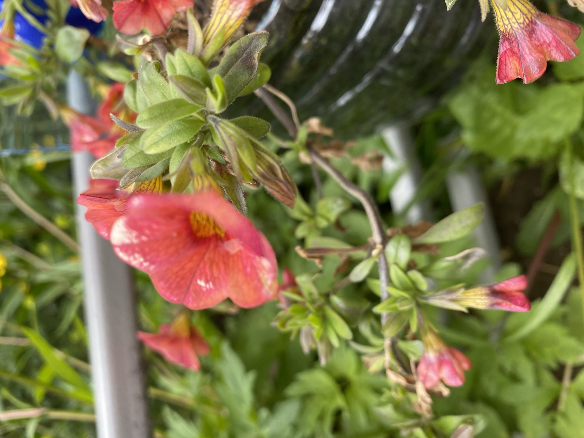 This is a close-up, eye-level photograph of pink flowers in a garden setting, likely in the city of Yuzhno-Sakhalinsk, Russia. The flowers are clustered together, with some in bloom and others in bud. The foreground is dominated by the pink petals of a large, open flower, with a hint of yellow visible in its center. Behind this, several smaller, trumpet-shaped flowers are visible, some hanging downwards. The flowers are surrounded by lush green foliage, with some leaves appearing wet, suggesting recent rain or watering. A dark, textured object, possibly a planter or pot, is visible on the right side of the frame. A horizontal, metallic bar runs across the upper left quadrant of the image. The background is blurred, with hints of green and yellow, indicating a natural outdoor environment. There are no people visible in the image.
