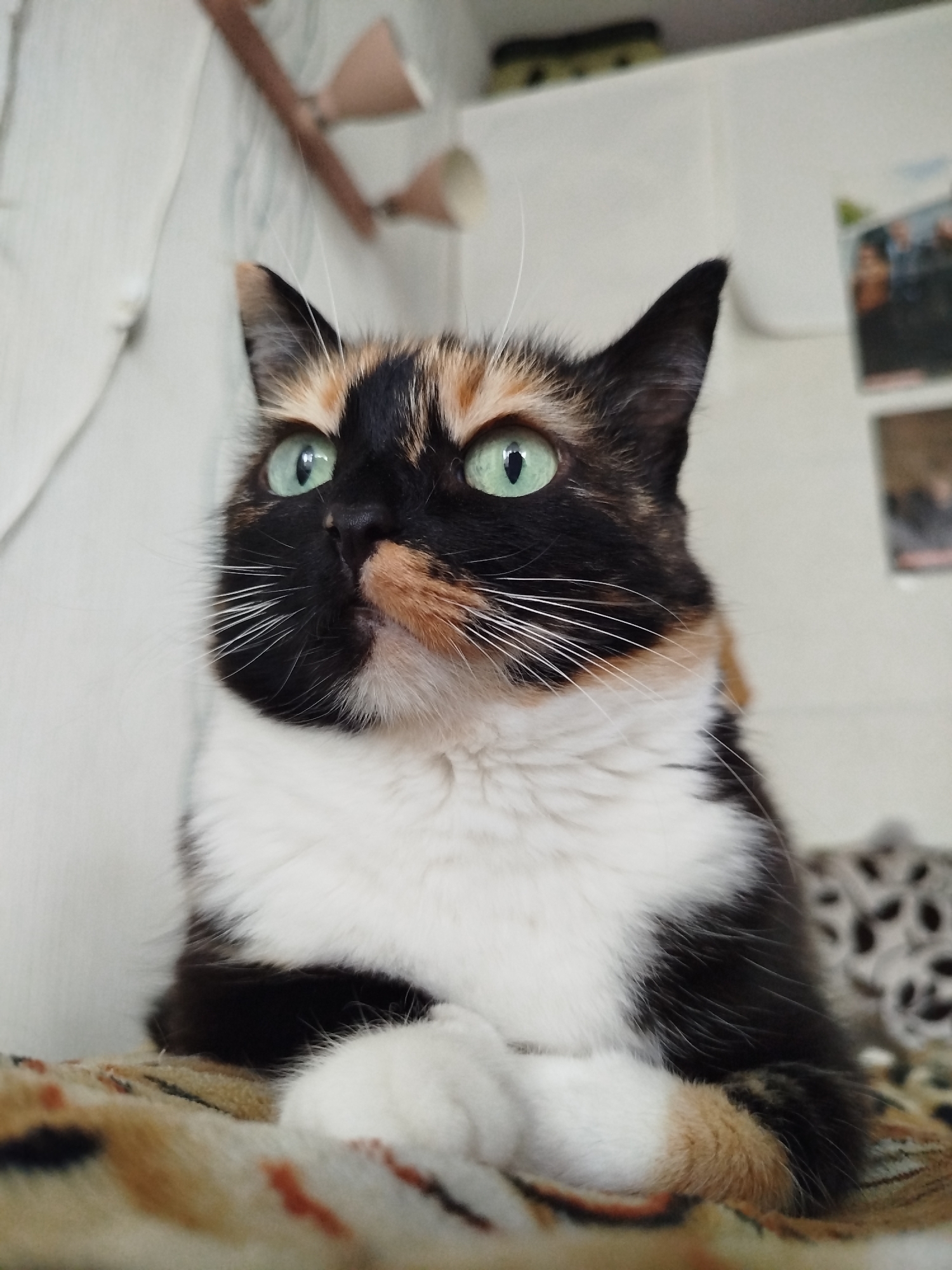 A tortoiseshell cat with green eyes is positioned in the center of the frame, looking to the left. The cat is lying down, with its front paws crossed. Its fur is a mix of black, orange, and white. The cat is on a patterned blanket. In the background, a white wall is visible, with some objects and pictures hanging on it. The lighting in the image is soft and natural.