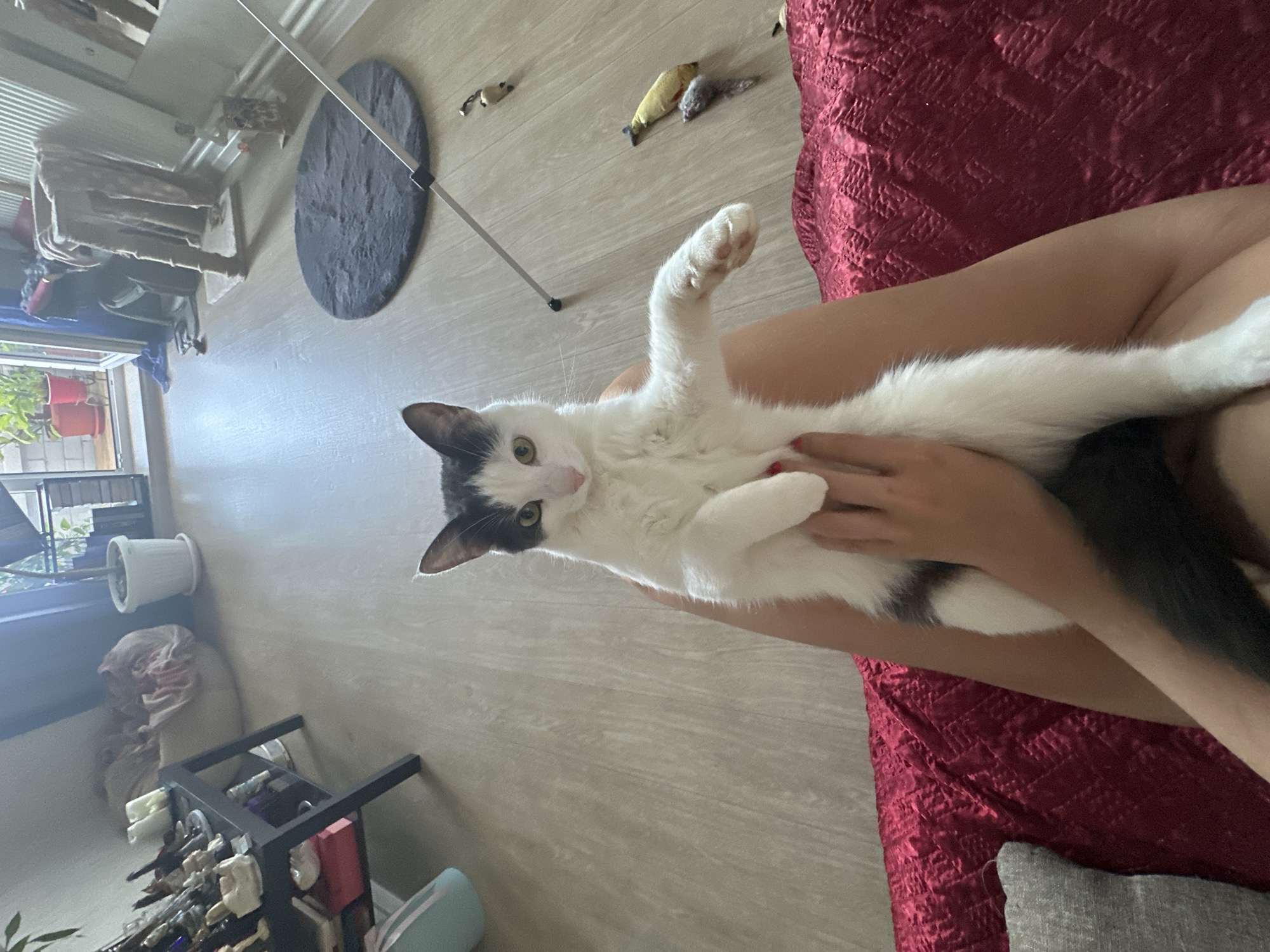 The image captures an indoor residential scene, likely a living room, with a bicolored domestic short-haired cat as the central subject. The cat, predominantly white with distinct black markings on its head (ears and around one eye) and a dark grey tail, possesses greenish-yellow eyes and a pink nose. It is seated upright on a person's lap, facing directly towards the camera, with one front paw slightly extended. The person's upper thighs and hands are visible, supporting the cat on what appears to be a surface covered with a red, textured, quilted fabric.
The room features light-colored wooden or laminate flooring. In the background on the left, a dark two-tiered end table displays various decorative items, including what appears to be a white ceramic object and multiple glass or bottled items. A light blue object is partially visible beneath the table. Further back on the left, a light-colored beanbag chair or large cushion contains a crumpled blanket. Near a window or glass door, a white potted plant with green foliage is present.
To the right in the background, a circular grey rug lies on the floor. A white, multi-segment pole, possibly part of a cat toy wand or camera equipment, extends diagonally from the lower right towards the center of the image. Scattered on the floor near the pole are several cat toys, including a small grey mouse and a yellow fish-shaped object. Along the back wall, a tall, beige, carpeted cat scratching post stands beside a white radiator. A large glass door or window provides a view to an exterior balcony featuring red potted plants. A blue curtain is drawn to the side of this door.
The room is brightly illuminated by natural light entering from the window/balcony door, suggesting daytime. The specific location within the city of Vladimir, Russia, cannot be determined from the visual information presented in the image.