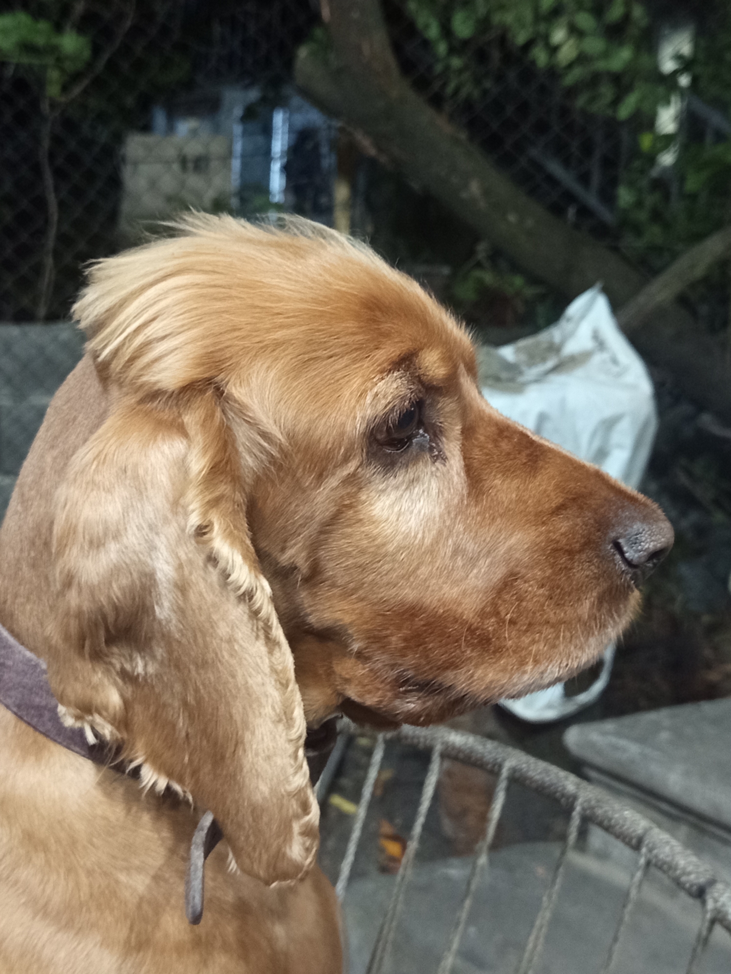 A medium shot captures a golden-brown Cocker Spaniel in profile, facing right. The dog is wearing a dark collar. Its fur is slightly disheveled on its head. The background is blurred, showing what appears to be an outdoor setting with foliage, a fence, and a white object, possibly a tarp or bag. The lighting suggests it is either dusk or nighttime. The image is not located in Khashuri, Georgia.