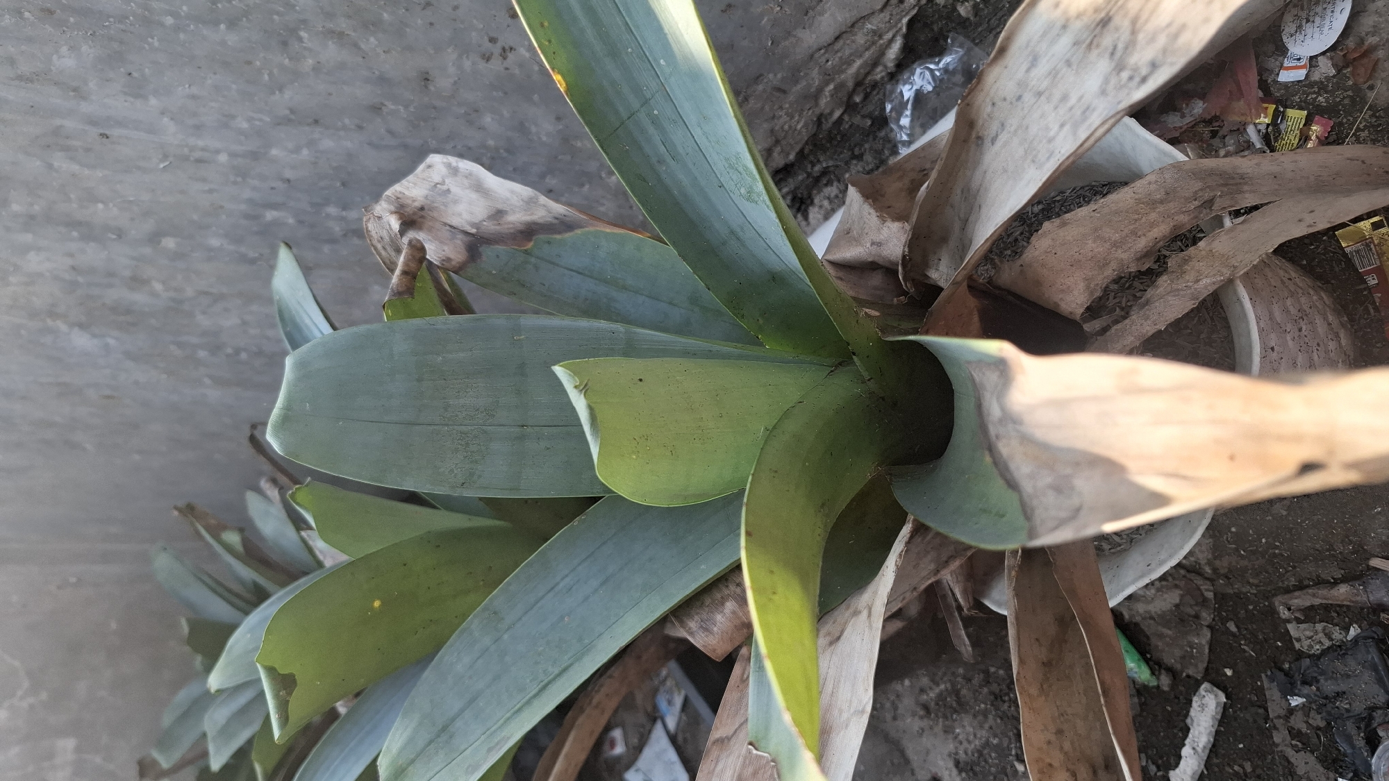 A close-up, eye-level shot features a potted plant with large, green, fleshy leaves against a grey concrete wall in Ciharashas, Indonesia. The plant is in a light-colored, weathered pot, surrounded by dry, brown leaves and debris on the ground, including plastic packaging and what appears to be cigarette or food wrappers. The green leaves are upright and somewhat tattered, with some showing browning at the edges. The wall behind the plant exhibits a rough texture and some water staining. The lighting suggests it is daytime, with harsh shadows cast by the plant.