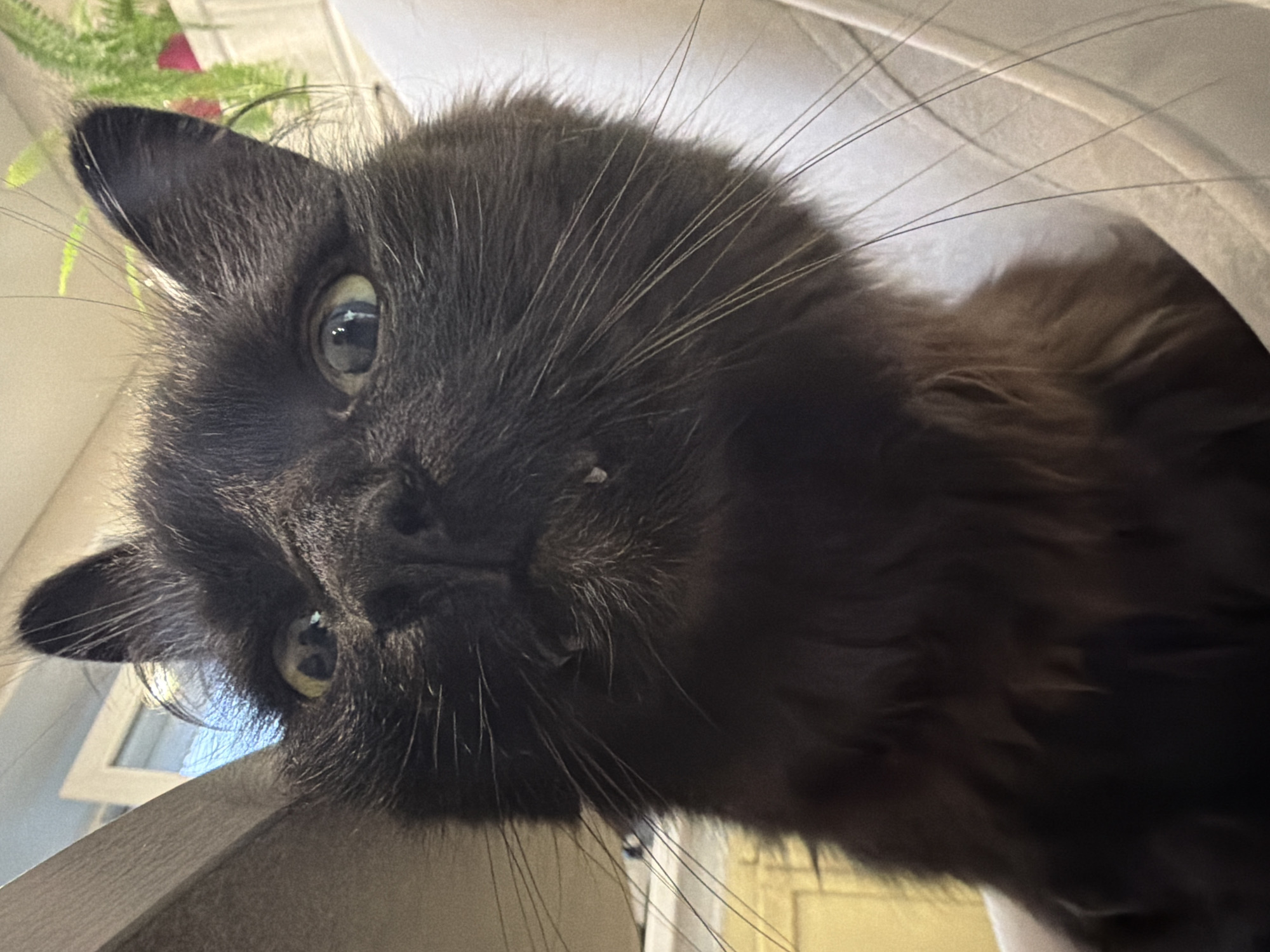 A close-up, low-angle shot focuses on the face of a black cat with wide, light-green eyes. The cat's mouth is slightly open, revealing small, pointed teeth. Its whiskers are prominent and fanned out. The background is blurred, showing hints of indoor furnishings and perhaps a plant. There is no discernible information regarding the city of Petropavlovsk-Kamchatsky, Russia.