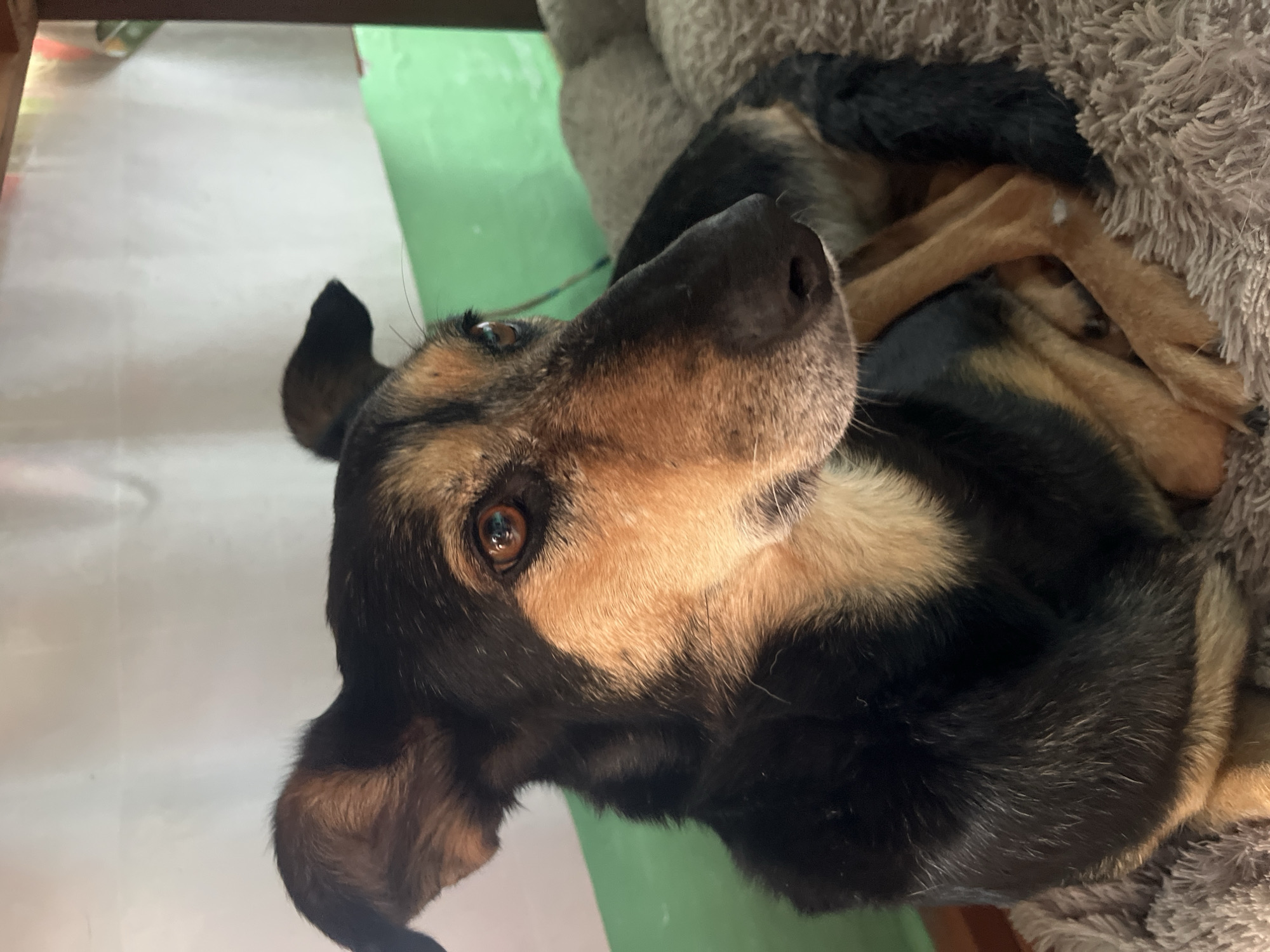 A medium shot captures a dog lying down, resting on a soft, textured surface that appears to be a blanket or bed. The dog's body is predominantly black with tan markings, particularly on its face, chest, and legs. Its ears are erect, and its eyes are a warm amber color, looking towards the right of the frame. The background consists of a white curtain or wall, a green surface below it, and a dark wooden structure at the top right. The lighting suggests an indoor setting, possibly a home. There are no people visible in the image, and the scene is static. The image does not contain any information that would allow for its location to be identified as Nizhny Tagil, Russia.