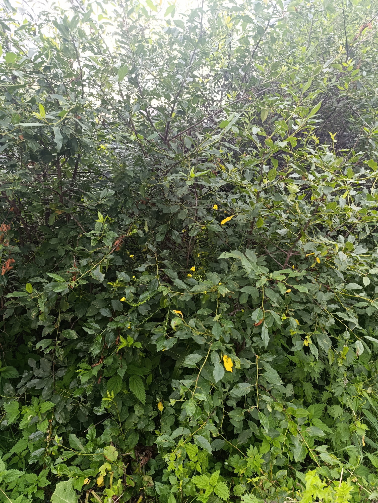 The image shows a dense thicket of green foliage, likely a bush or small tree, with a few yellow leaves scattered throughout. The branches are dark and thin, and the leaves are elongated and varied in shape. The undergrowth consists of smaller plants with serrated leaves. The scene appears to be in an outdoor environment. The city of Tugulym, Russia, is mentioned as the location, suggesting this is a natural or semi-natural area within or near the city. There are no people or animals visible in the image, nor are there any specific structures or man-made objects. The lighting suggests an overcast or diffused light condition.