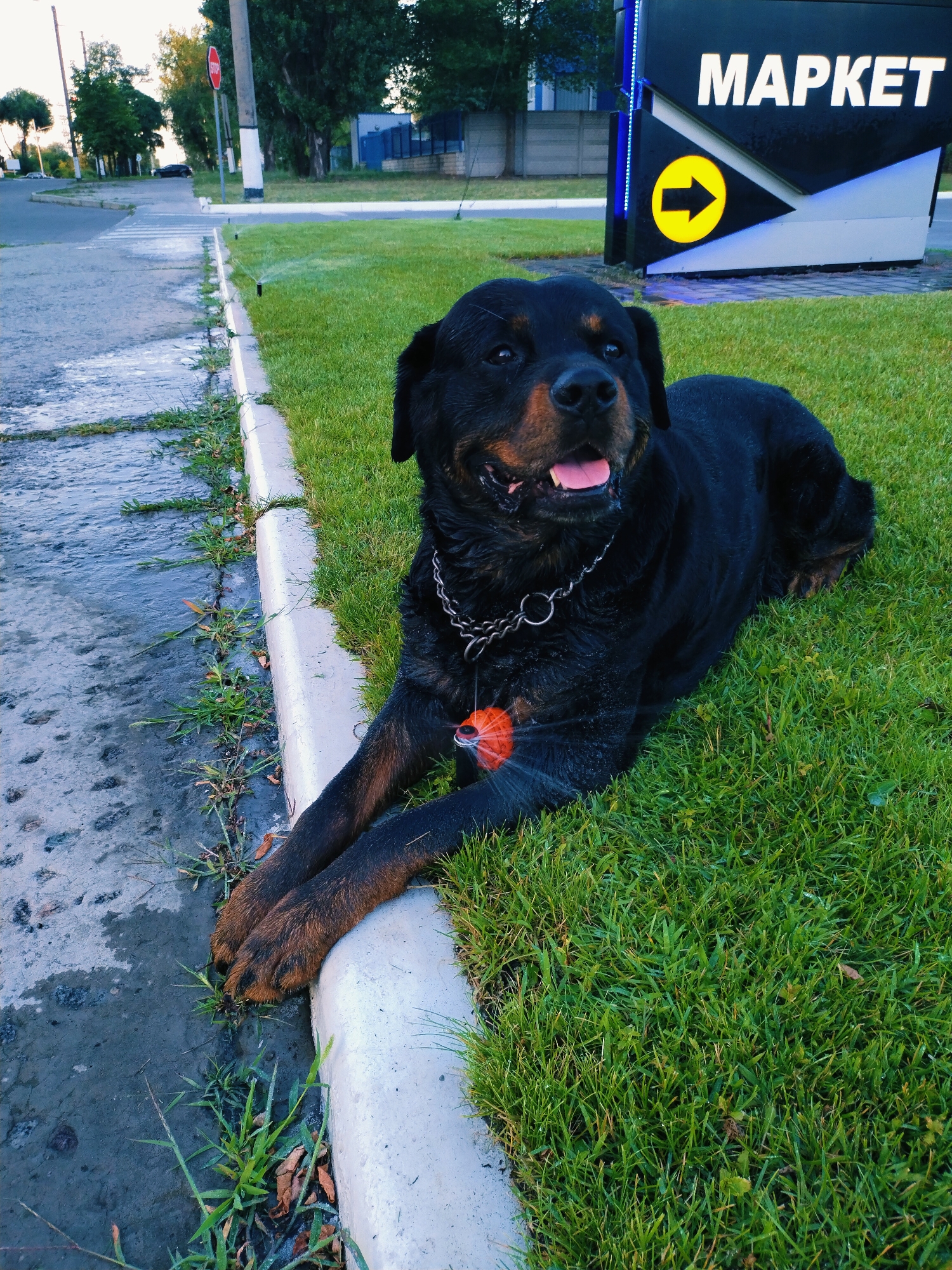 A rottweiler dog is lying on a patch of green grass next to a concrete curb. The dog is facing the camera with its mouth open and tongue visible. It is wearing a silver chain collar with a small orange object attached. The curb borders a wet, grey paved area, possibly a sidewalk or road, with some sparse green vegetation growing alongside it. In the background, there is a modern building with the word "MARKET" written in large white letters on a dark sign illuminated with blue lights. A yellow circular sign with a black arrow pointing to the right is also visible on the building. Further in the distance, trees, a street, a pedestrian crossing, and a stop sign can be seen. The scene appears to be outdoors, likely in a commercial area of Horishni Plavni, Ukraine.